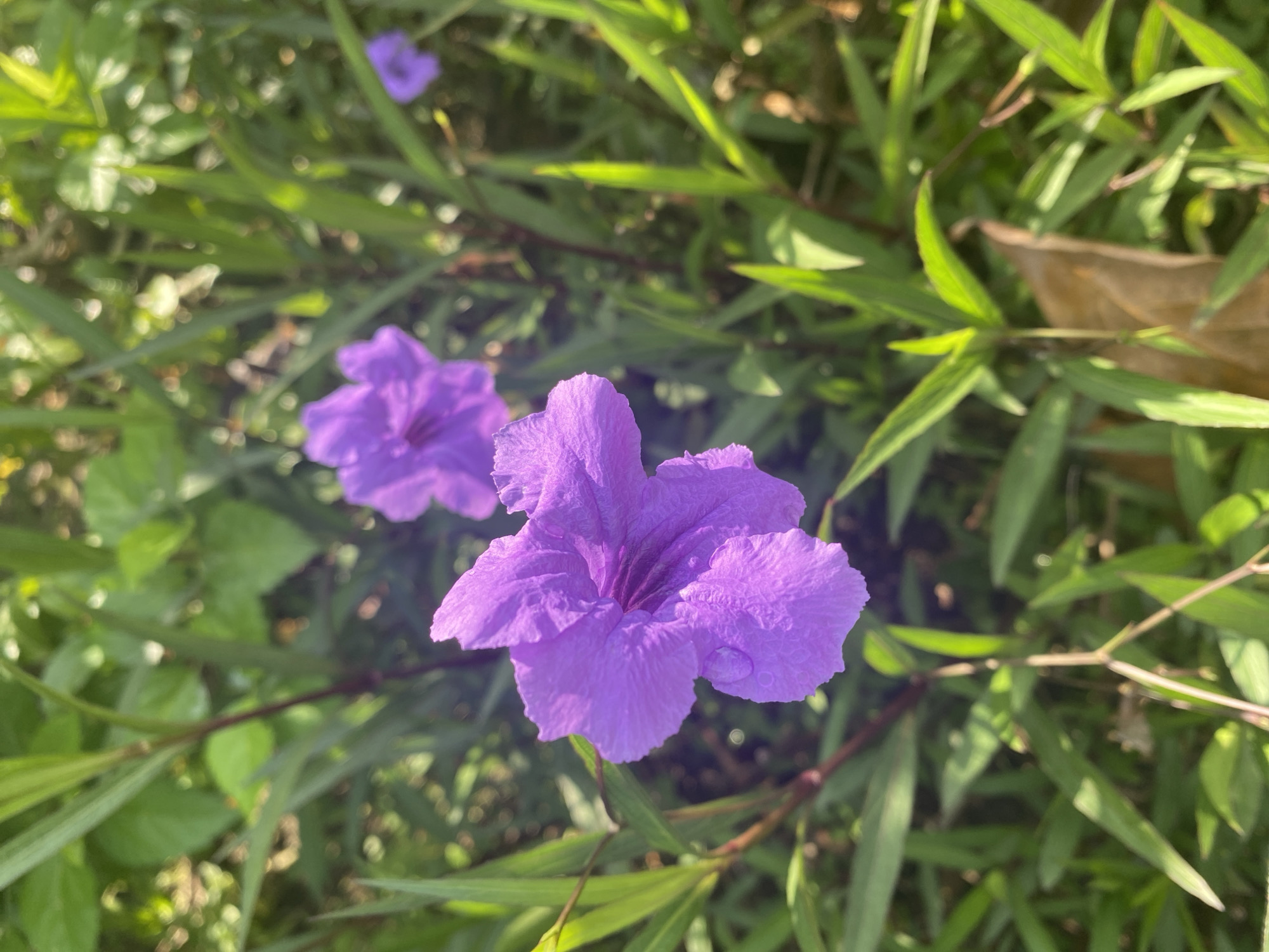 The image depicts a close-up view of purple Ruellia simplex flowers amidst green foliage, likely located in an outdoor setting. A prominent flower is in focus in the foreground with smaller flowers, green leaves, and stems visible in the background, which are out of focus. A few small brown decaying leaves are among the green foliage. The image is taken during daylight hours with ample sunlight casting soft shadows on the petals and leaves. Based on the location specification, this scene is likely set in Nusa Dua, Indonesia.