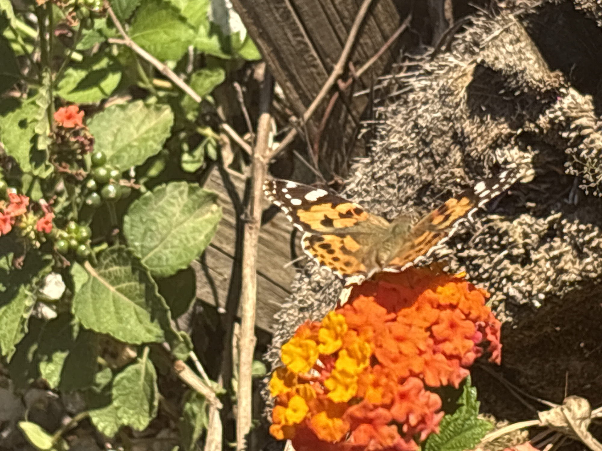 A Painted Lady butterfly rests on orange and yellow lantana flowers. Green foliage and unripe berries are visible on the left. A wooden fence and dried grass are in the background. The location is Urbanización Encinares De Alcolea, Spain.