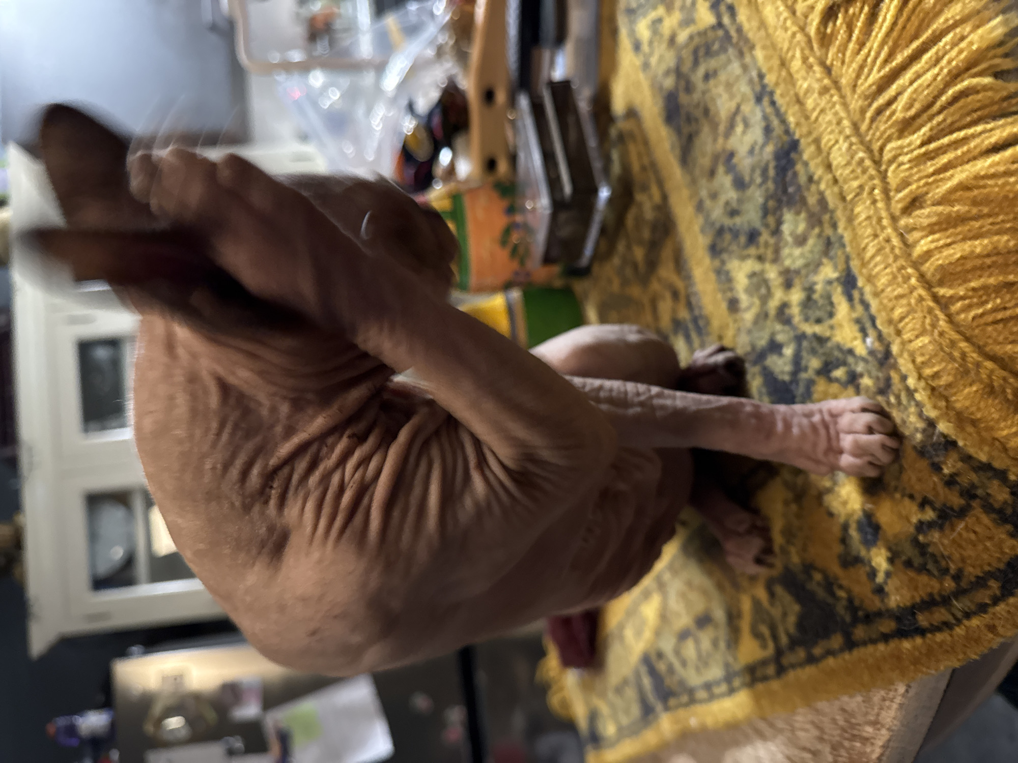 A hairless cat, likely a Sphynx, is captured in a blurred motion as it raises a paw to its face while sitting on a fringed yellow and dark patterned rug. The cat's skin is wrinkled and appears to be a reddish-brown color. The background is out of focus, but suggests an indoor environment with kitchen-like elements, possibly a home in Hallum, Netherlands. There are blurry objects in the background including a refrigerator and cabinets.