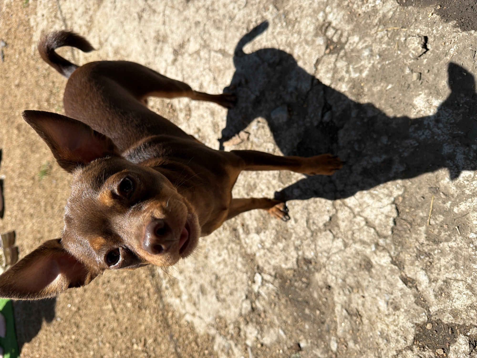 A medium close-up shot shows a brown, short-haired dog standing on a cracked concrete surface. The dog is facing the camera with its head tilted slightly to its left. Its ears are large and upright, and its mouth is slightly open, revealing its tongue. The dog's tail is curled upwards. Sunlight casts a long shadow of the dog on the ground to its right. The background is out of focus and appears to be a dirt or gravel area with some out-of-focus objects in the distance.