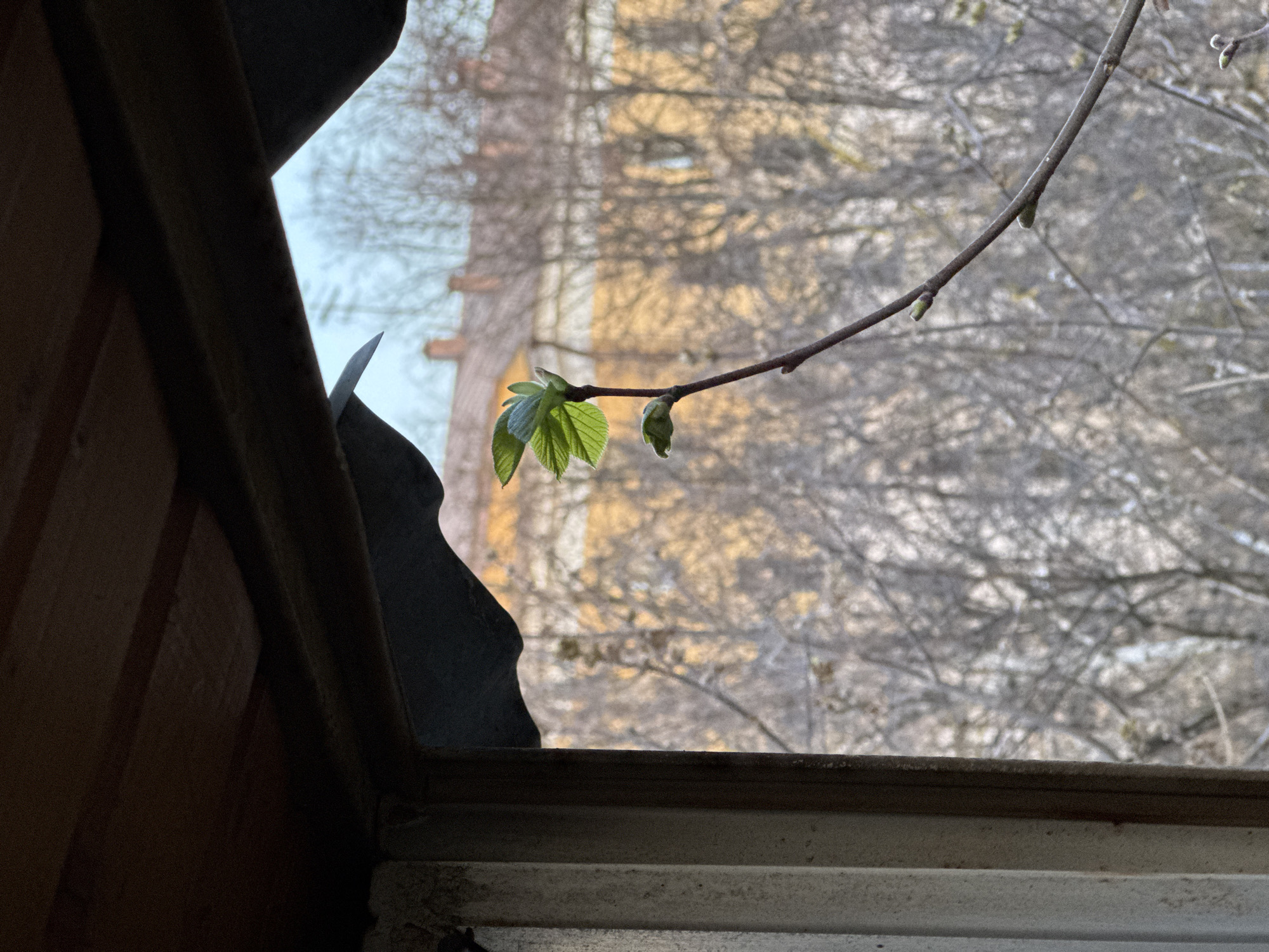 The image shows a view from inside a building, looking out through a broken window. The frame of the window is visible, with jagged edges indicating broken glass. Outside, a tree branch with budding green leaves extends into the view. The background reveals a building with a pale yellow exterior and bare tree branches, likely indicating early spring. Based on the surroundings and the request for location, the scene is likely in Moscow, Russia. The scene is a still life of decay, renewal, and seasonal change.