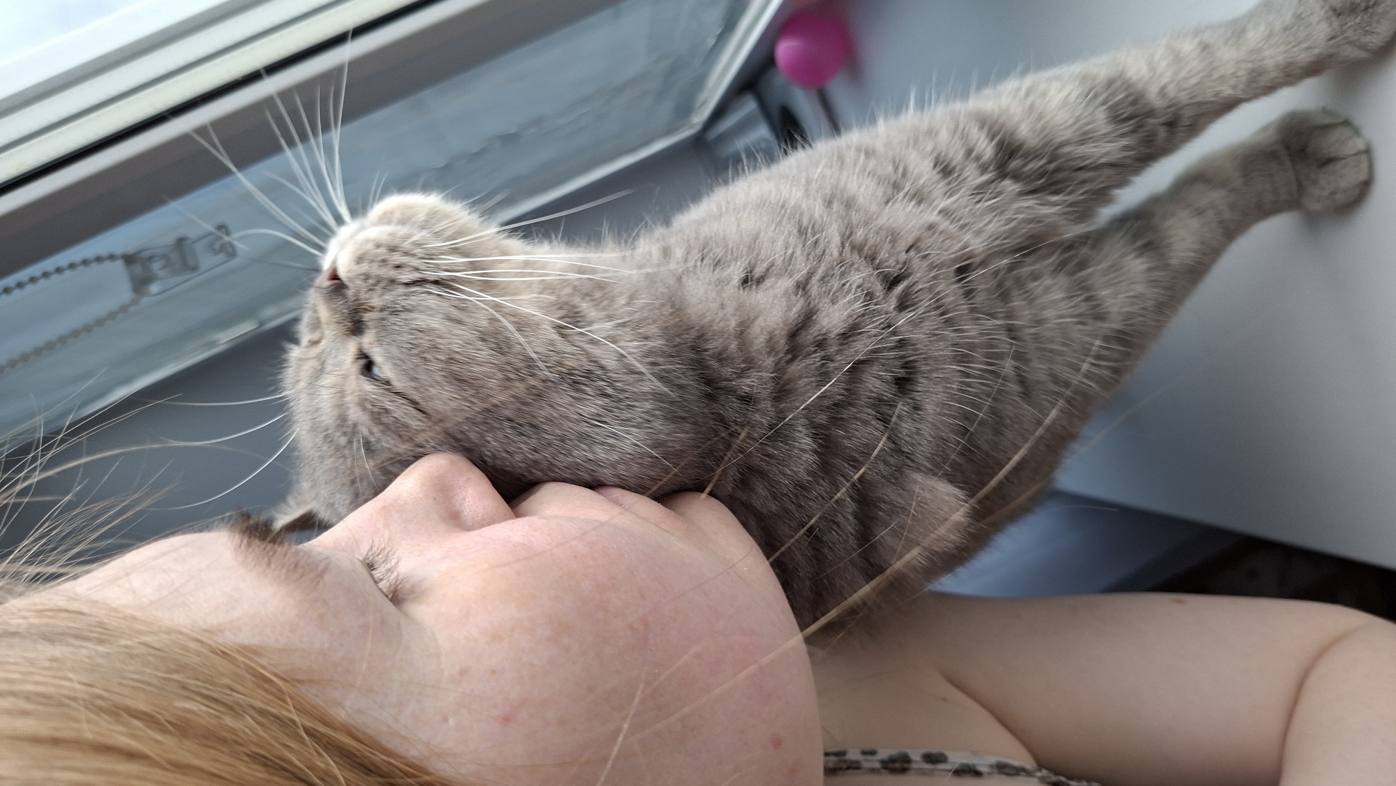 A woman with light skin and blonde hair is lying down, her head turned to the side, with her eyes closed. A gray cat rests on her head and neck. The cat is positioned such that its head is near the woman's face, and its hind legs are stretched out towards a white window frame with a partially visible roller blind. A pink toy is present near the cat's hind legs. The location is Chaikovsky, Russia.