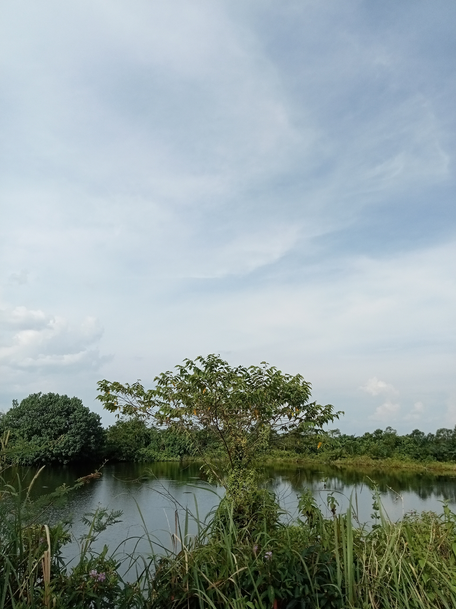 The image depicts a serene natural scene beside a body of water, likely a lake or a wide river, in Kualu, Indonesia. The foreground is dominated by lush, tall green grasses and some smaller flowering plants, with a few thin, dried stalks interspersed. Behind the vegetation, the water's surface is calm and reflective, mirroring the trees and sky. Across the water, a dense line of trees forms the far bank, with varying shades of green indicating different species and foliage density. The sky above is a soft blue, partially obscured by wispy white clouds. A lone tree with a full canopy of green leaves stands prominently in the middle ground, between the foreground vegetation and the treeline across the water. There are no people or animals visible in the frame, and the overall impression is one of tranquility and untouched nature.