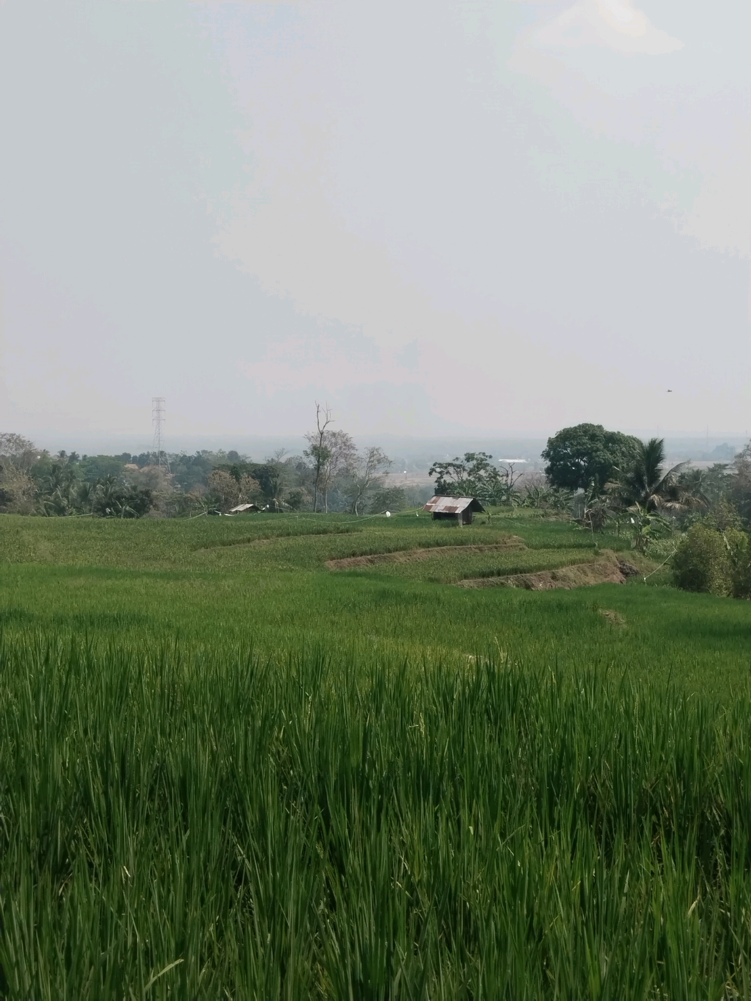 The image depicts a vast, green rice paddy field in the village of Cenggini, Indonesia, under a hazy sky. The foreground is dominated by lush, tall rice stalks. In the midground, the terraced landscape of the rice field is visible, with several small, rustic huts scattered among the paddies. A prominent electricity pylon stands tall in the distance, amidst a backdrop of trees and a hazy, distant landscape. The overall impression is one of a rural, agricultural setting.