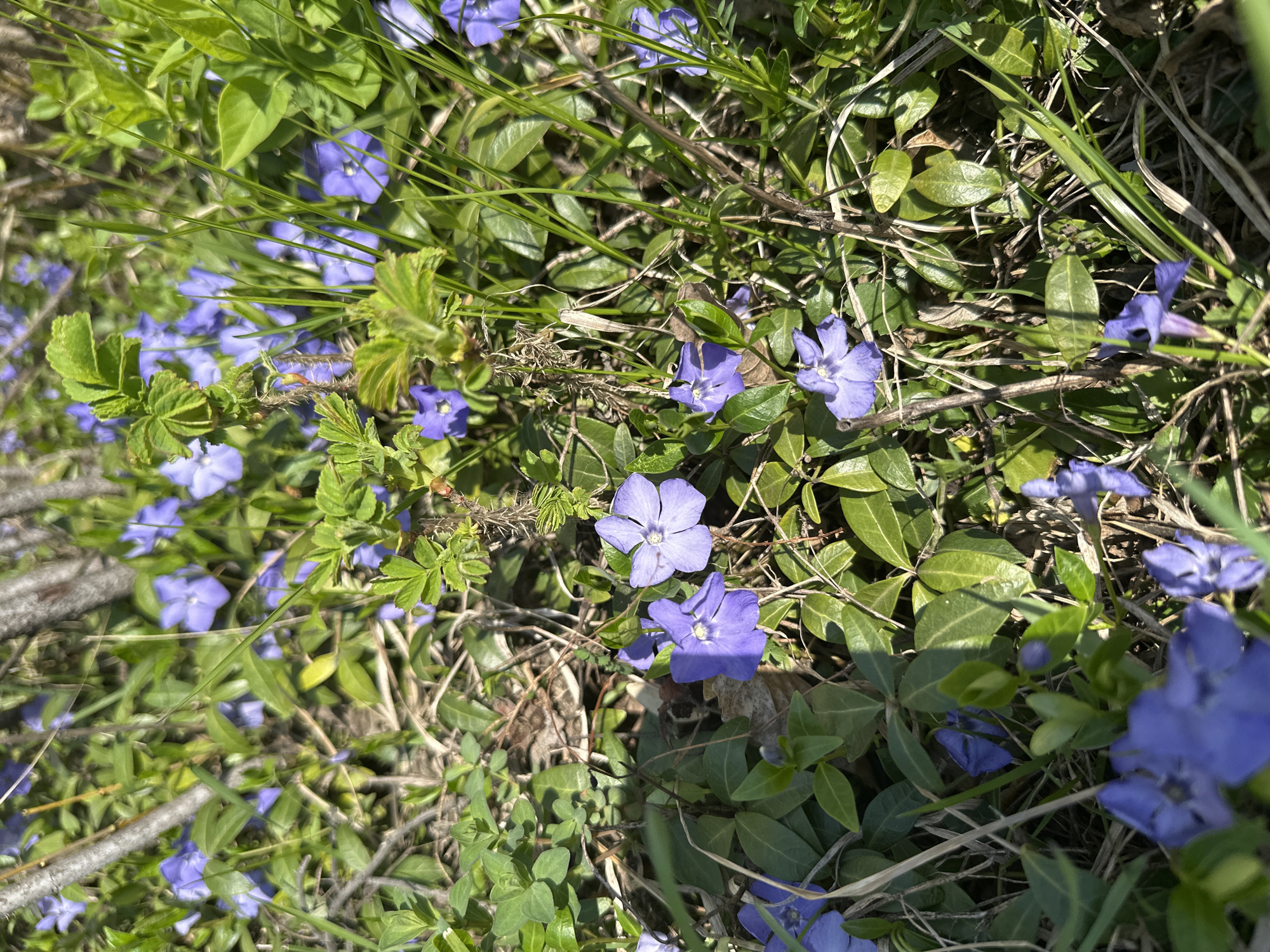 The image shows a patch of ground covered in various green plants and small purple flowers. The plants include grassy blades, a creeping vine with smooth, oval leaves, and another leafy plant with smaller, rounded leaves. The flowers are five-petaled and scattered throughout the vegetation. The environment appears to be a natural, overgrown area, potentially a garden or roadside. The photograph doesn't provide information that allows me to locate this location at Chaikovsky, Russia.