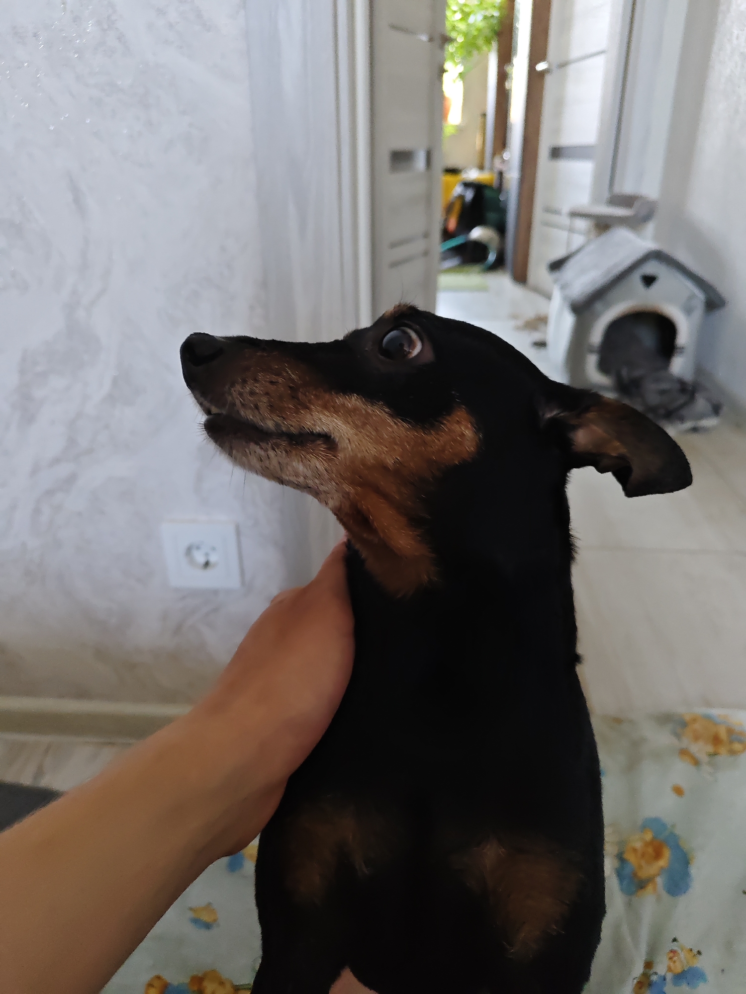A close-up, side profile shot captures a black and tan dog, possibly a Miniature Pinscher, looking upwards. The dog's left eye is wide, and its mouth is slightly open. A person's hand is visible, gently holding the dog's neck. The background shows a white wall with a light switch, a doorway leading to another room, and a small gray dog house. The scene appears to be indoors, likely in a residential setting.