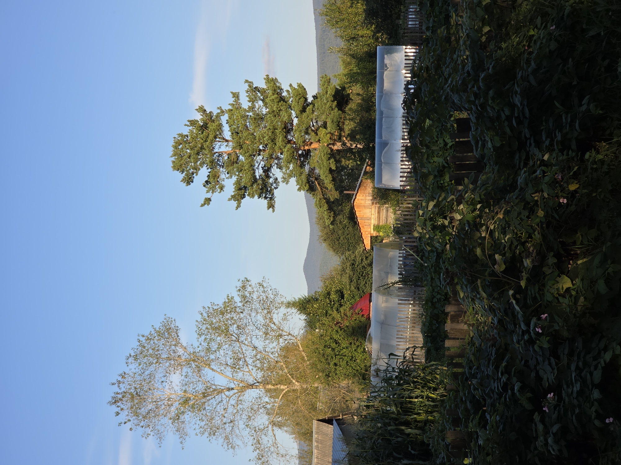 The image depicts a rural landscape under a clear blue sky, likely in the city of Magnitka, Russia. In the foreground, dense green foliage, possibly potato plants with small pink flowers, creates a dark, shadowed area. A rustic wooden fence runs horizontally across the middle ground, behind which are two translucent greenhouses, appearing to cover crops. To the left of the greenhouses, tall corn stalks stand out. Further back, a small wooden structure with a red roof is visible, along with another, larger wooden building. Two prominent trees dominate the mid-to-background: a tall, slender pine tree on the right and a larger deciduous tree with sparser foliage on the left. Beyond the trees and structures, rolling hills covered in dense green forest stretch to the horizon. The overall impression is of a peaceful, sunlit rural or suburban garden scene. No people are visible in the image.