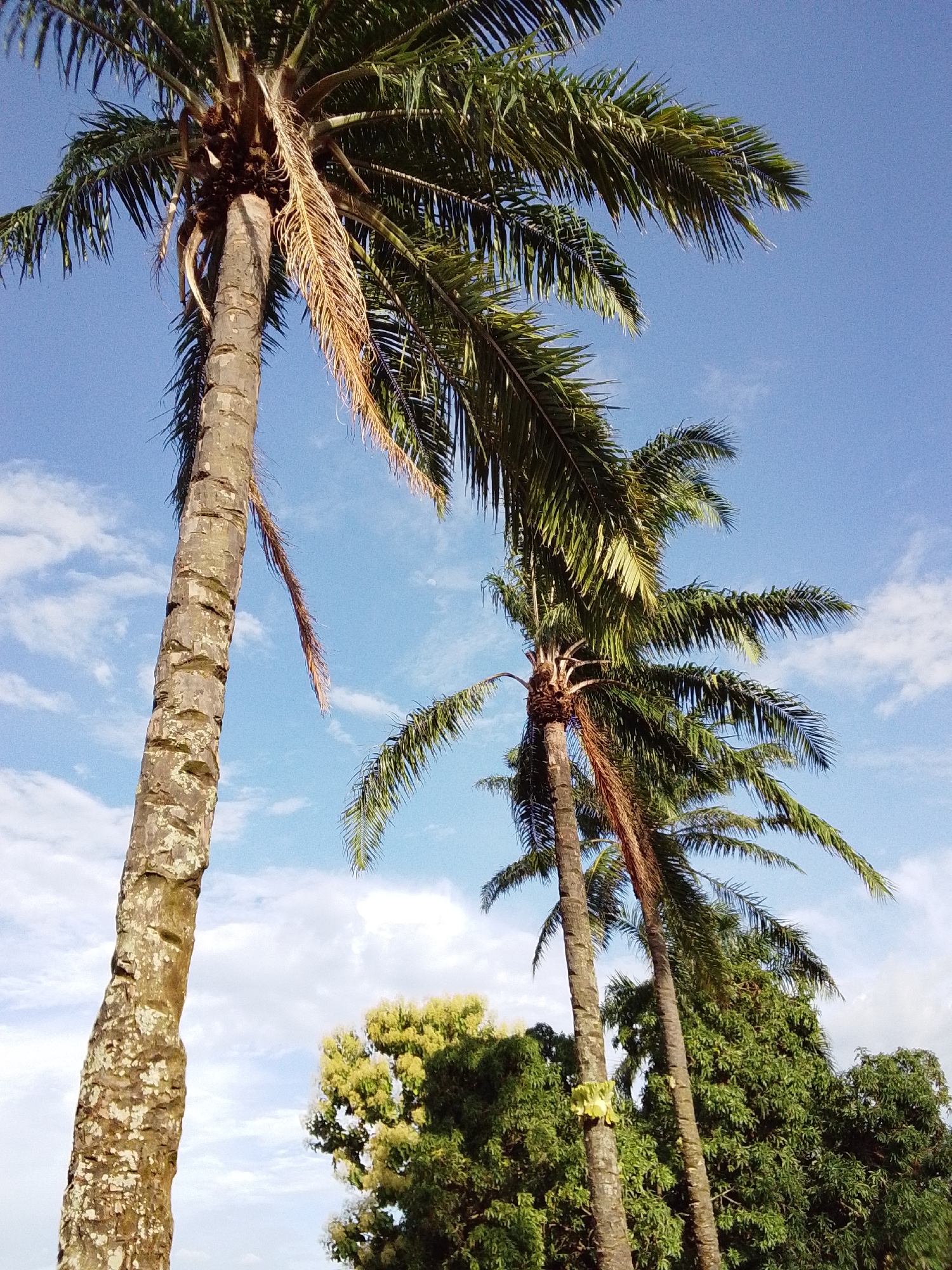The image shows a bright, clear sky with a few wispy white clouds. In the foreground, three palm trees dominate the scene, their trunks textured and their fronds reaching upwards. The palm trees are lush and green, with some dry, brown fronds hanging down. In the background, a dense canopy of green trees can be seen, their foliage varied in texture and color. The overall impression is of a tropical or sub-tropical environment. The image was taken in Serti, Nigeria.