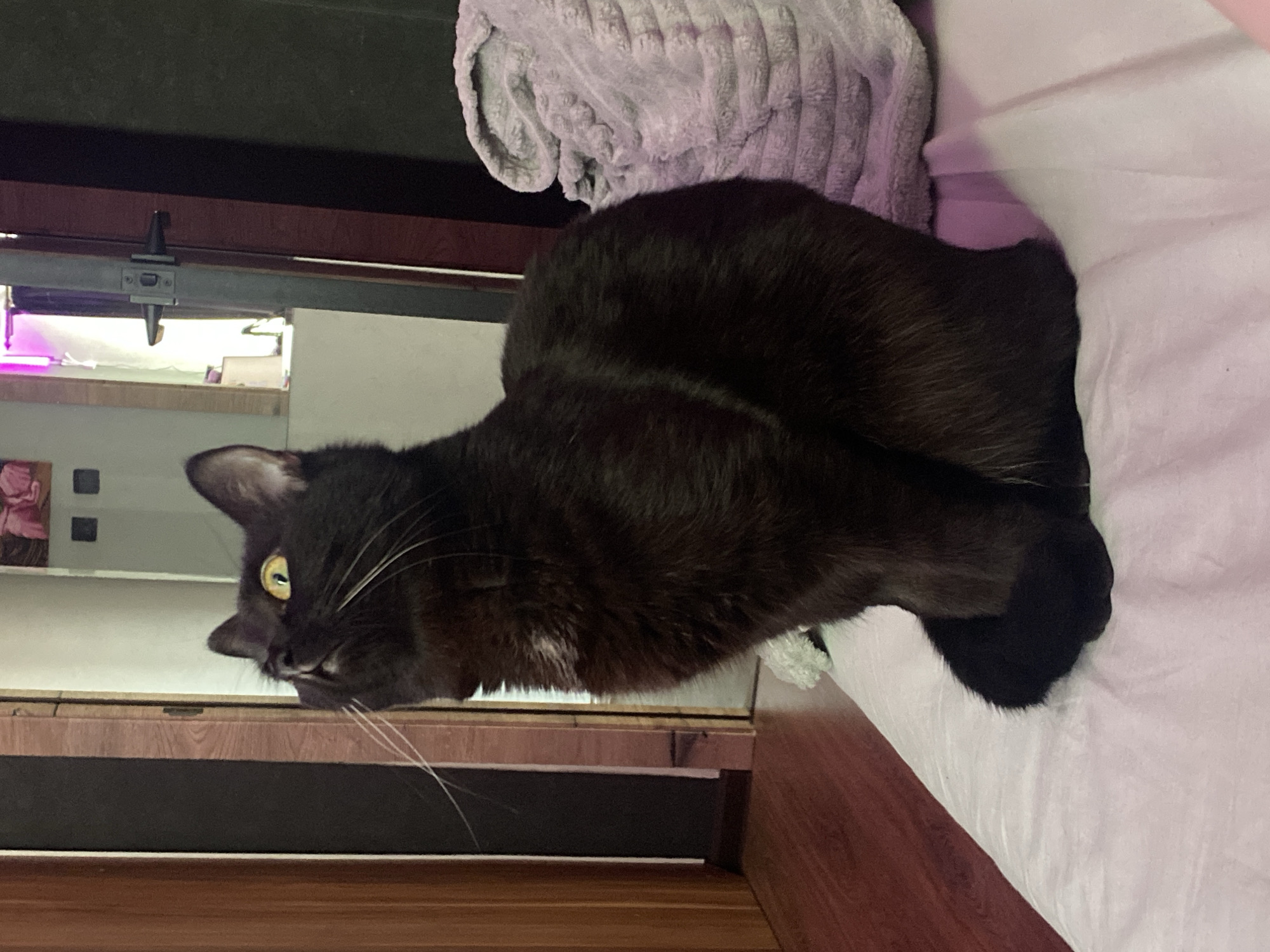 A black cat with yellow eyes is lying on a bed. The bed is covered with a white sheet and a gray, textured blanket. The cat is positioned near the edge of the bed, close to a wooden surface. Reflected in a nearby surface are a pink object and possibly other items. The location in the city of Izhevsk, Russia, is not indicated.