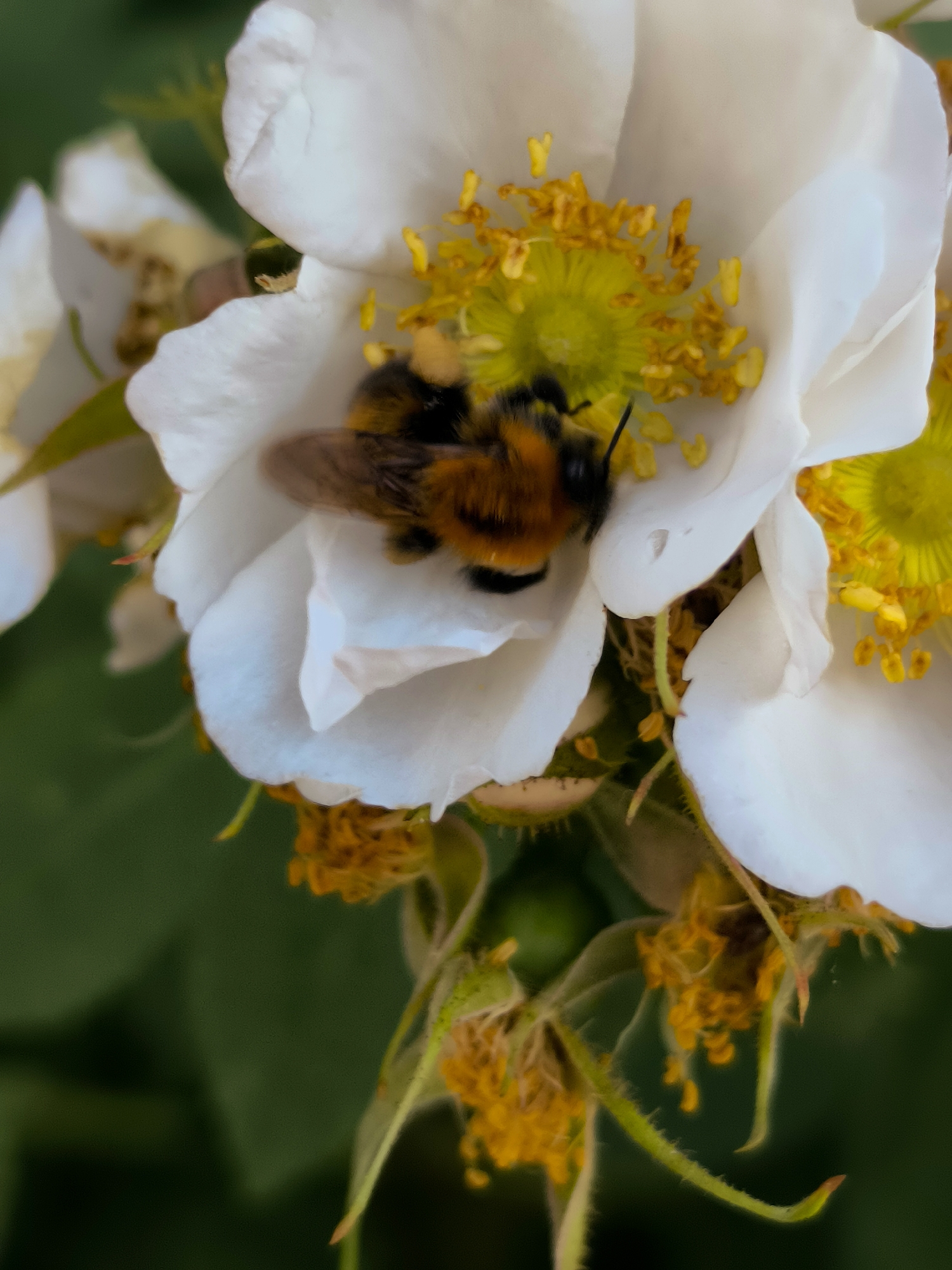 A close-up, vertical shot captures a bumblebee resting on the petals of a white wild rose. The bumblebee, with its characteristic black and orange fuzzy body, is positioned on the left side of a white petal, with its head facing towards the center of the flower. The flower's stamen, a vibrant yellow, is visible in the background, along with other white petals and some of the flower's green sepals. The background is a soft blur of dark green foliage, suggesting an outdoor natural setting. There are no people or buildings visible in the image, and the scene does not contain any elements that would place it specifically in the city of Qarağandı city administration, Kazakhstan.
