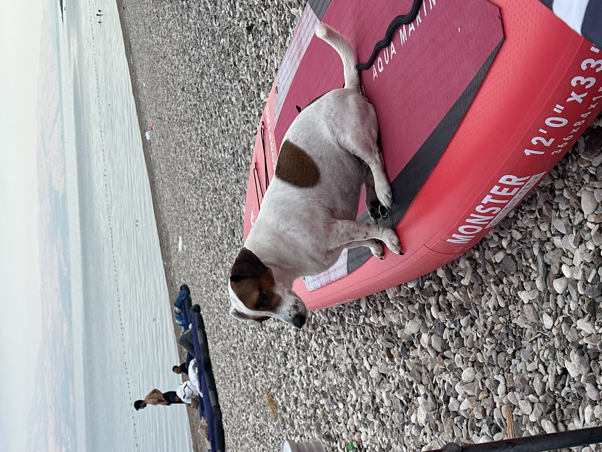 A Jack Russell Terrier sits on a red inflatable paddleboard on a pebble beach next to a body of water. The dog is white with brown markings and is facing left. The paddleboard has white text that reads "MONSTER" and "AQUA MARIN". In the background, there are people near the water and a faint landscape of hills on the horizon. The setting appears to be the Sea of Galilee in Emek HaYarden Regional Council, Israel.