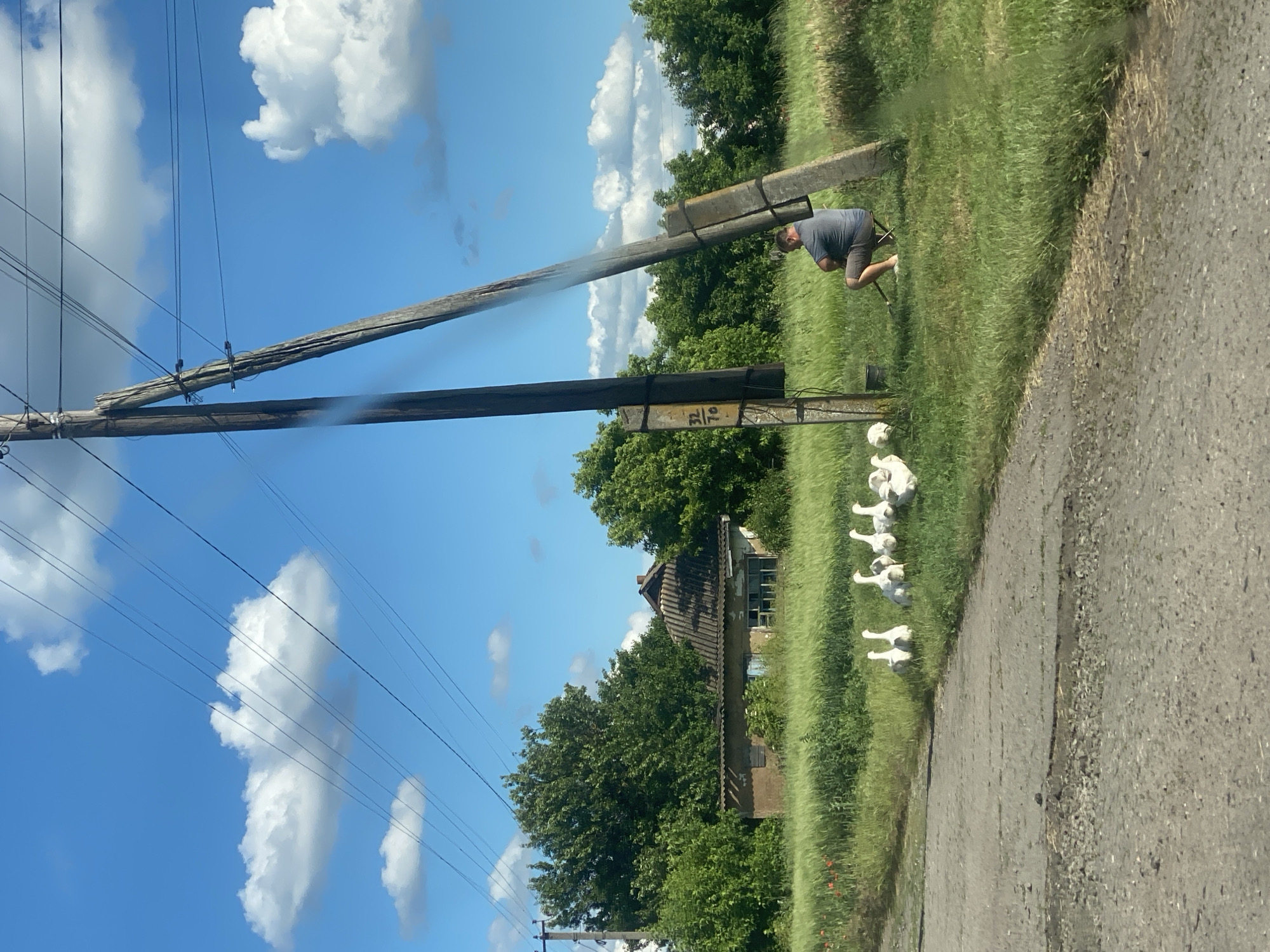 In the village of Ustyvytsia, Ukraine, on a sunny day with a bright blue sky dotted with white clouds, a man sits on a small folding stool near a leaning wooden utility pole. He is wearing a grey t-shirt and grey shorts. The utility pole has a black label with white numbers that read "32 70". Several white geese are gathered on the grassy area next to a paved, cracked road. In the background, a cluster of green trees surrounds a dilapidated building with a dark roof. Power lines crisscross the sky above the scene.