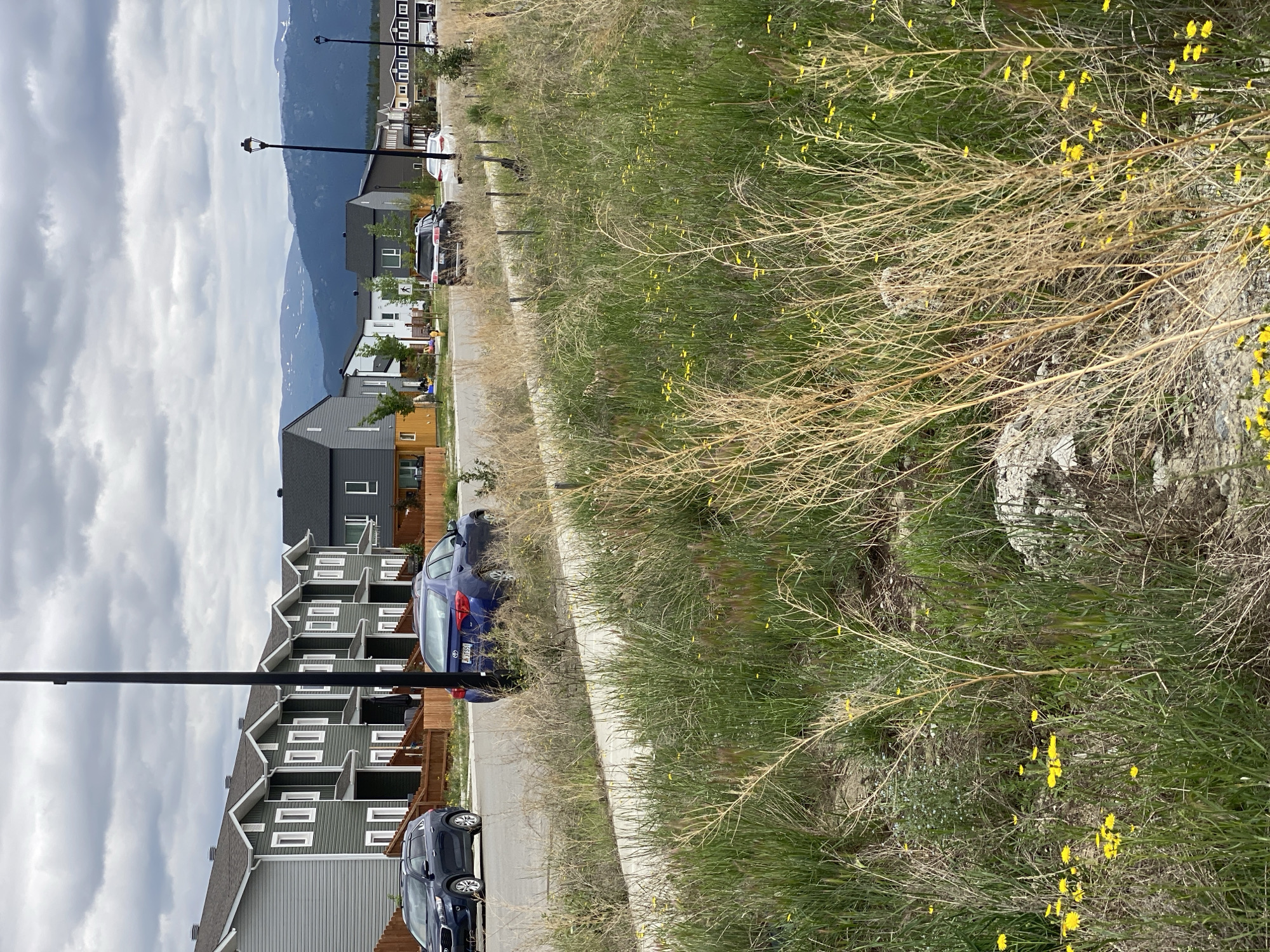 The image depicts a residential street in Whitehorse, Canada, likely a newer development. In the foreground, dry grasses and small yellow wildflowers are abundant, with some green grass interspersed. A concrete sidewalk runs along the right side of the street. On the street, a dark blue sedan is parked on the left, followed by a dark blue sedan in motion. Beyond the street, a row of modern, multi-story townhouses with grey siding and white trim are visible, separated by wooden fences. Further in the background, more houses of varying modern architectural styles line the street. The sky is overcast with grey clouds, and in the distance, a mountain range with snow-capped peaks is visible under the cloudy sky. The overall impression is a suburban residential area with a natural, somewhat untamed landscape in the foreground.