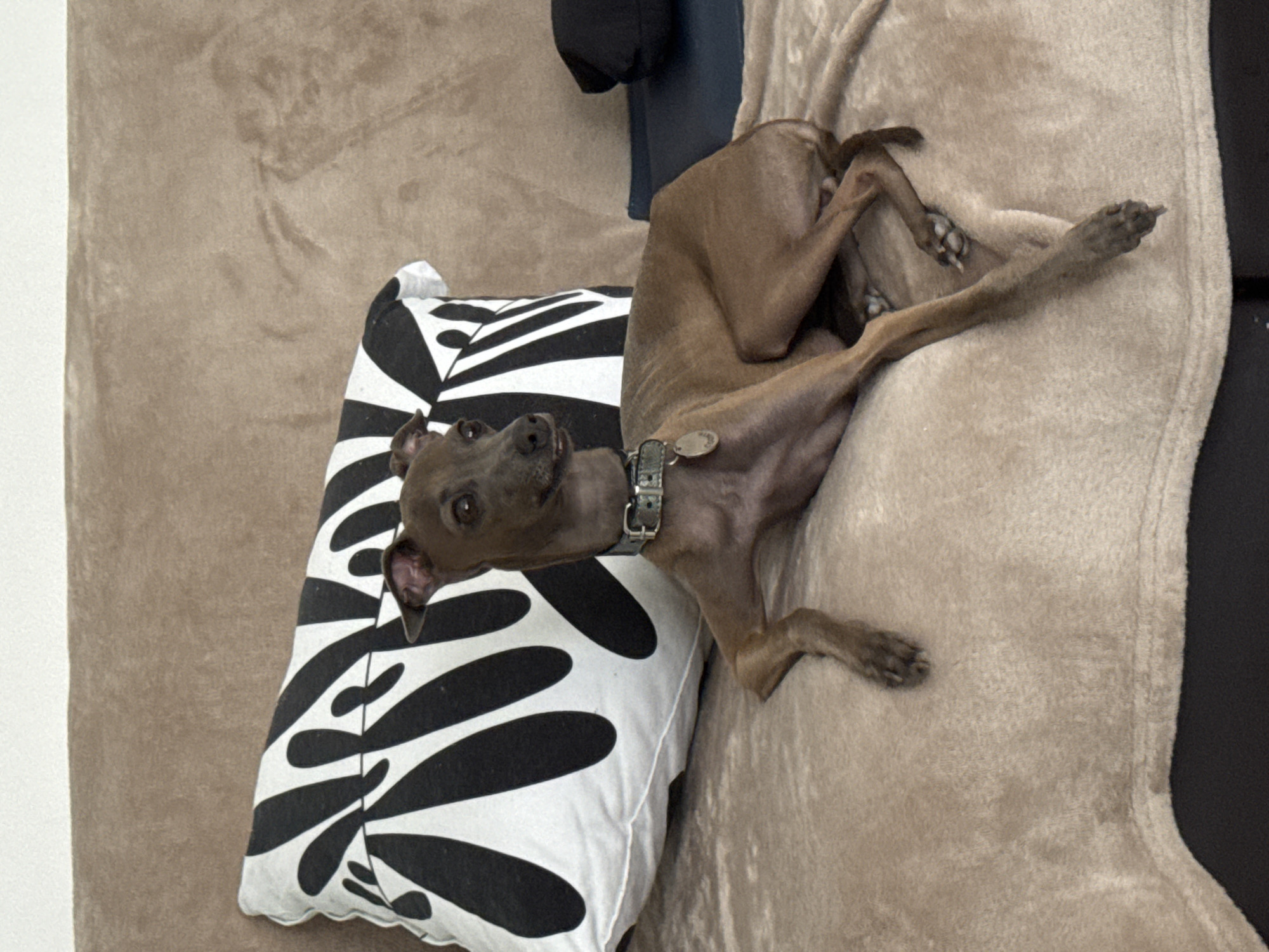 A brown Italian Greyhound is lying on a beige blanket. The dog is on its back with its legs in the air. It is wearing a black collar with a silver buckle and a tag. Next to the dog is a pillow with a black and white zebra-like pattern. The setting appears to be indoors, possibly on a sofa or a bed, given the presence of the blanket and pillow. The lighting suggests it could be daytime, though no windows or external light sources are visible. The dog's pose suggests it is relaxed and comfortable, possibly playing or resting. The image is taken from a slightly elevated angle, looking down at the dog and pillow.