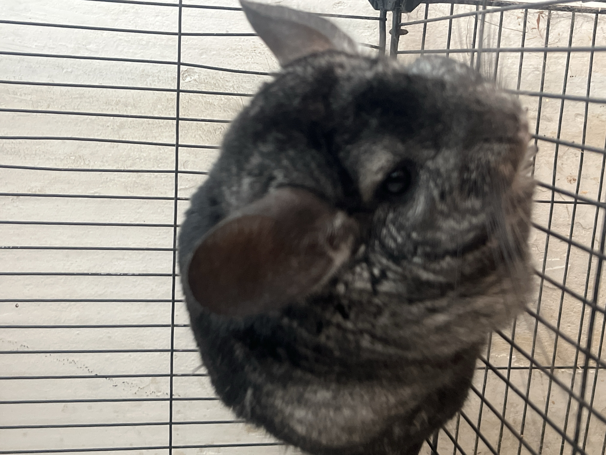 The image shows a chinchilla inside a cage. The chinchilla has grey fur and large ears. It is sitting on the metal grate floor of the cage. The background consists of the cage bars and a light-colored wall. There is no visible indication of the city of Rybnitsa, Moldova in the image.