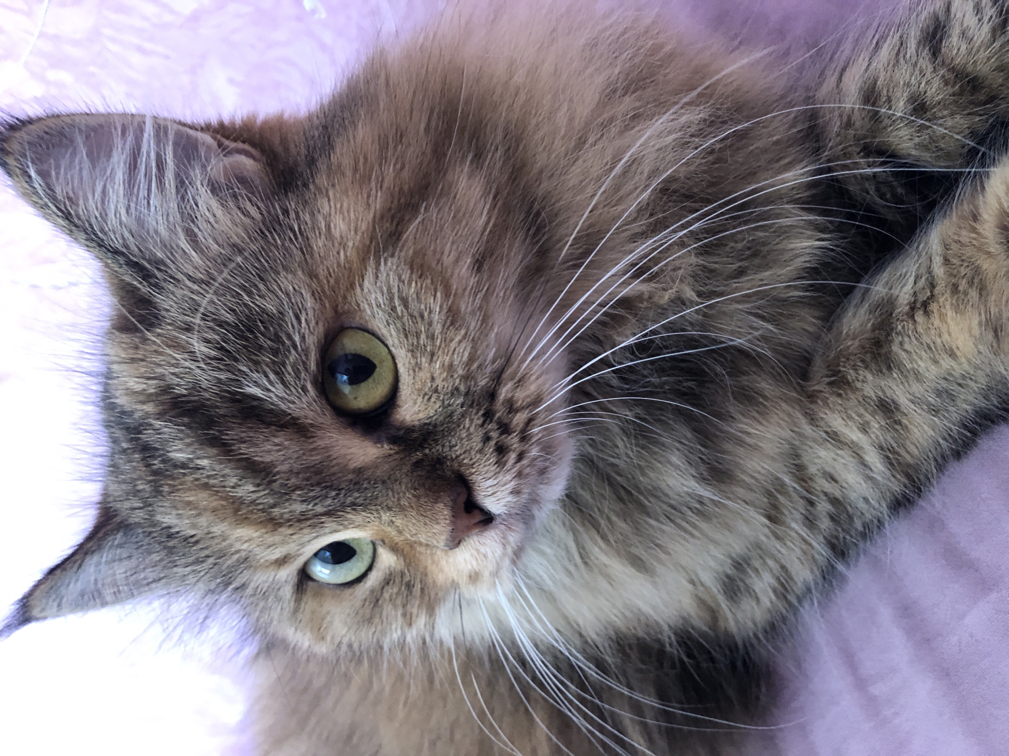 A close-up, eye-level shot focuses on the face of a brown and tan tabby cat with green eyes, white whiskers, and pointed ears. The cat is lying down on a textured pink surface. The background is softly blurred, with a lighter pink to the left and a darker pink to the right.