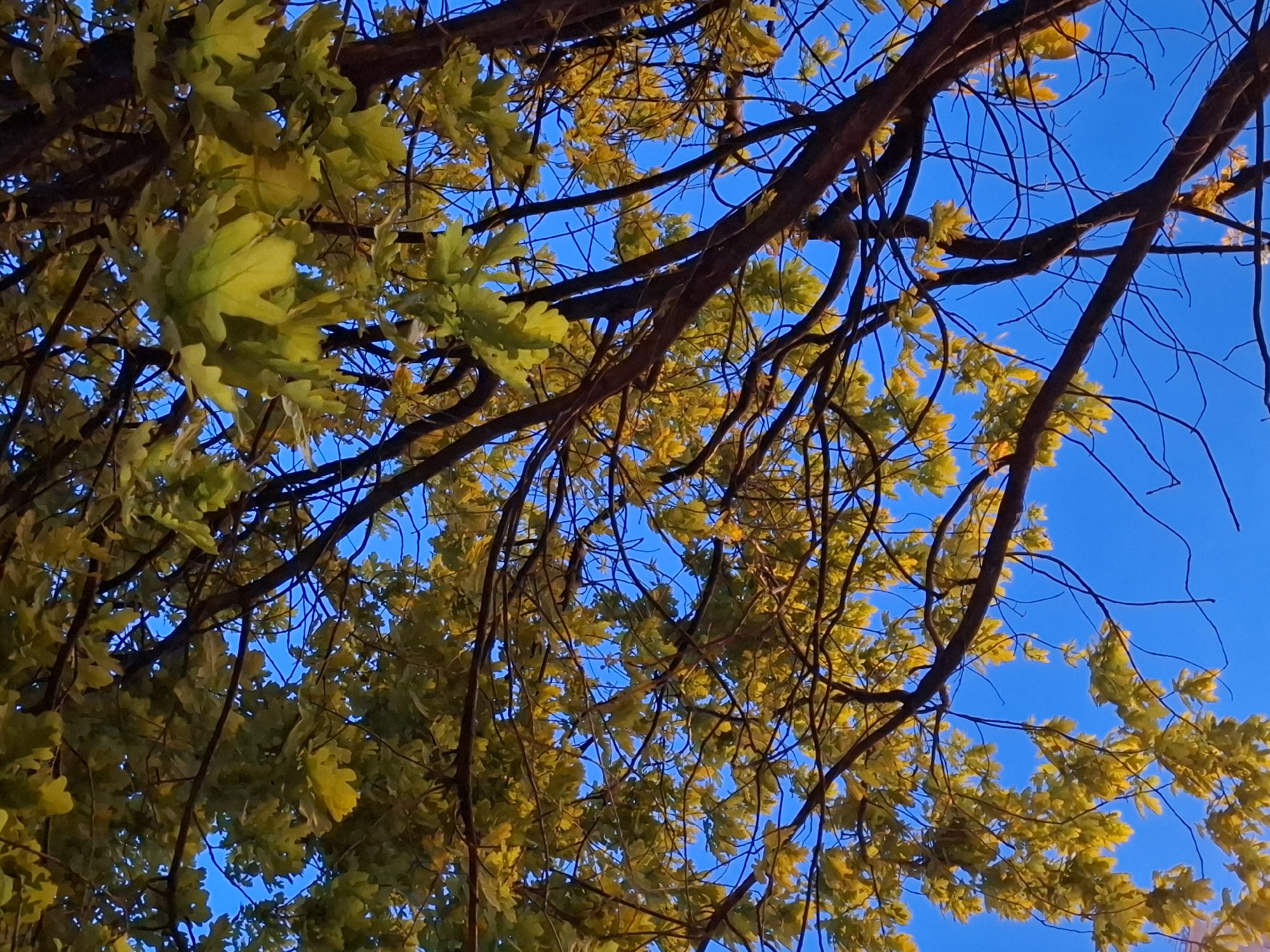 The image shows the canopy of a tree with yellowing leaves against a bright blue sky. The scene is possibly a street scene in Novi Sad, Serbia, judging by the tree's appearance. Branches and twigs are visible, creating a complex network across the frame. The leaves are mostly yellow, indicating the autumn season. There is no presence of people, objects, or actions in this image.