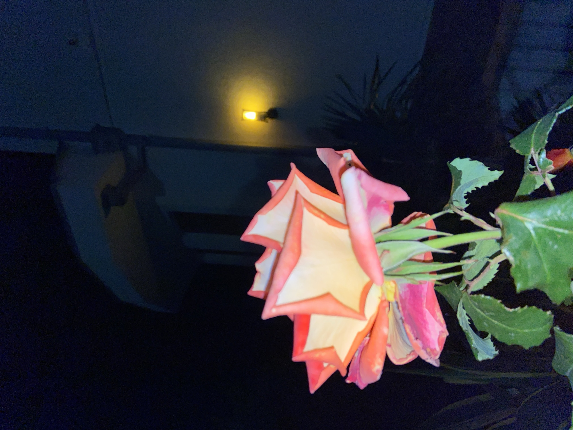 A photograph taken at night depicts a rose with white and pink petals and green leaves. The rose is in focus and positioned towards the right of the frame. Behind the rose, there's a dark, reflective surface that suggests a car or similar object. A light source, possibly a street lamp or porch light, is visible in the background, casting a glow on the reflective surface. The overall setting appears to be outdoors, possibly in a garden or near a building in Šušanj, Montenegro.