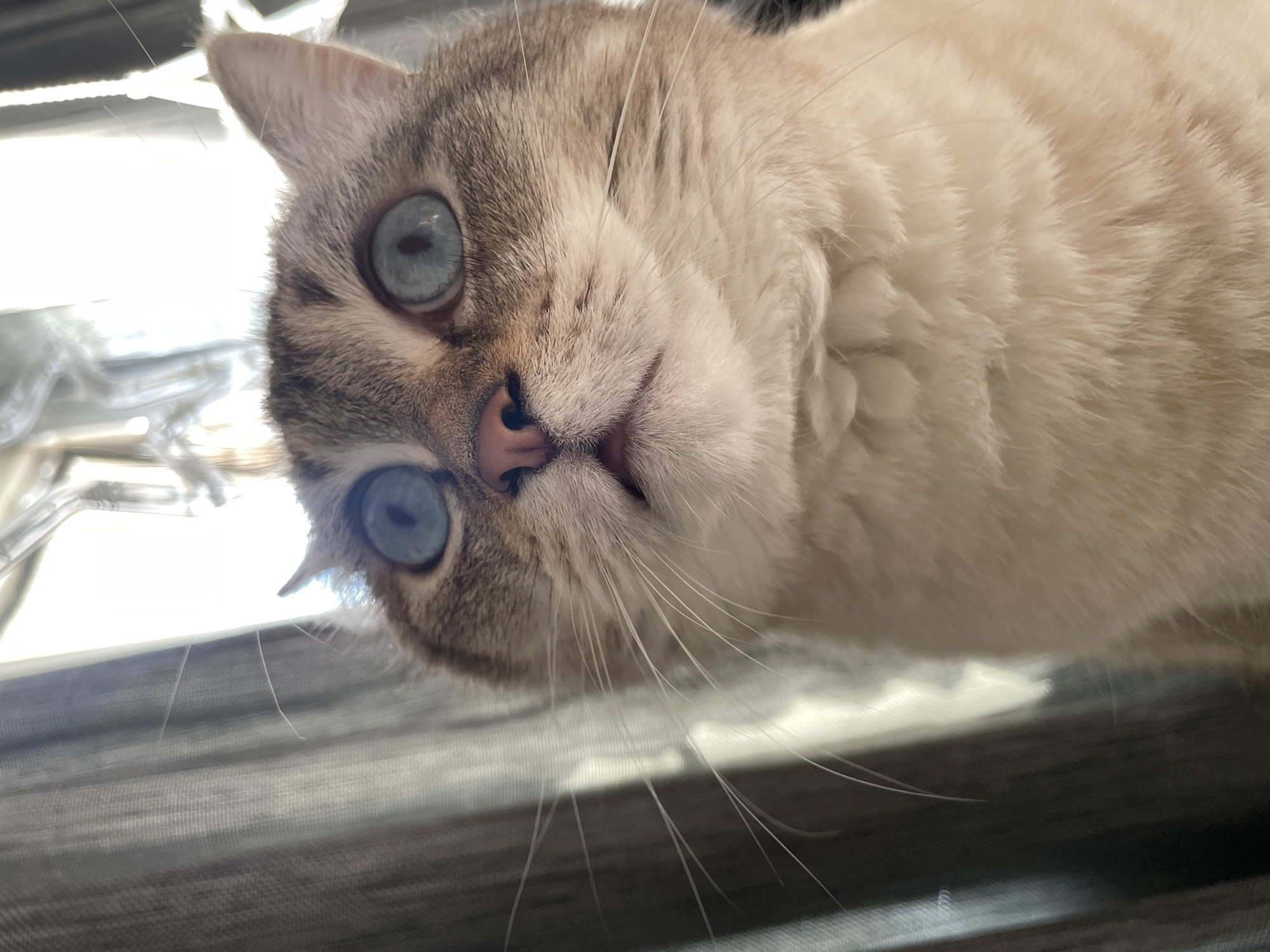 The image is a close-up, low-angle shot of a Siamese cat's face, tilted slightly to the right. The cat has striking blue eyes, a pink nose, and light-colored fur with darker points on its ears and face. Long white whiskers fan out from its muzzle. The background is out of focus, with vertical lines suggesting blinds or a similar window covering. Bright light streams in from the left, creating highlights and shadows on the cat's fur and suggesting the subject is near a window. The overall mood is intimate and curious, capturing the cat's gaze directly towards the viewer. There is no visible text.