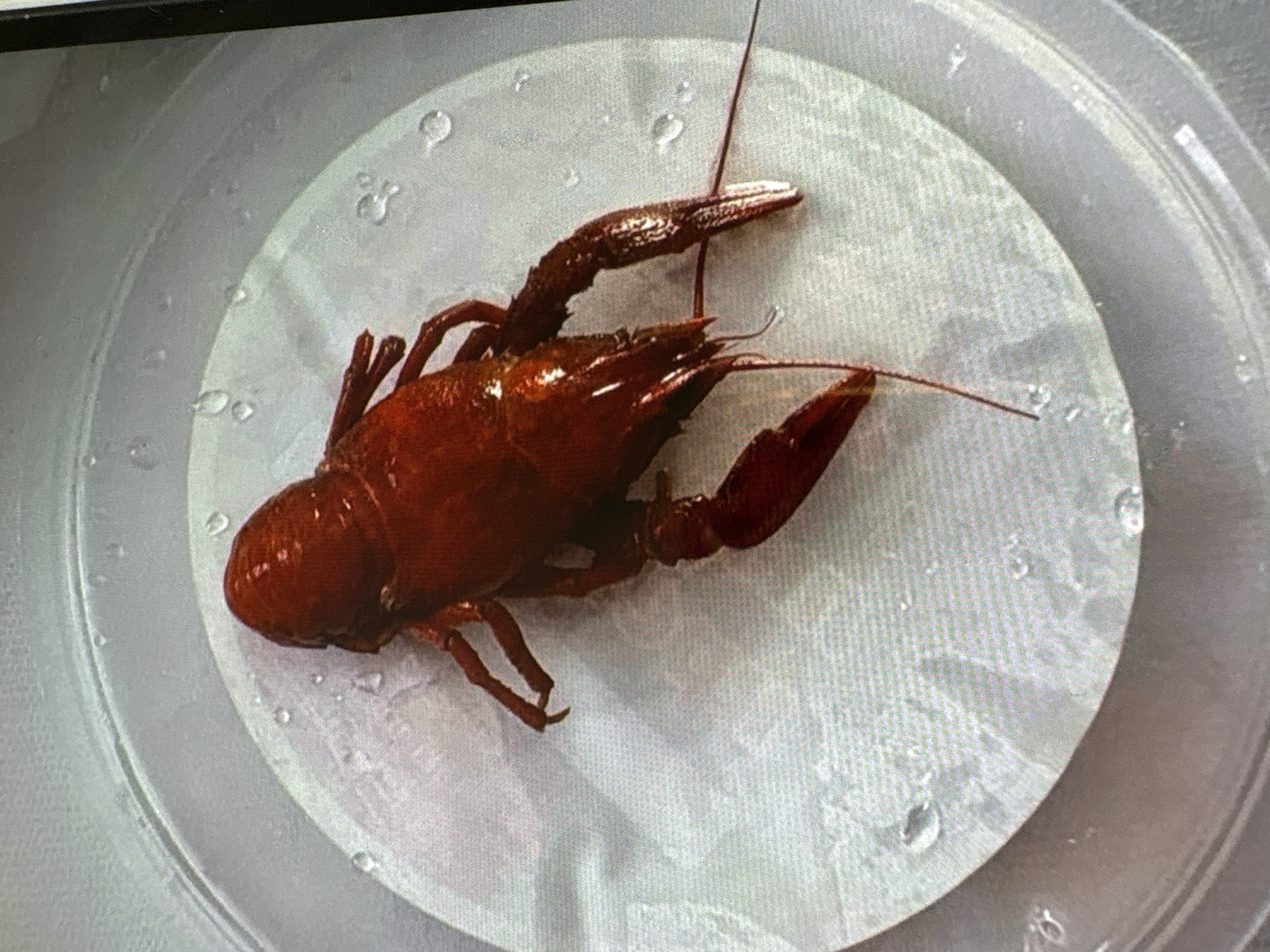A top-down, close-up, full-frame shot shows a cooked crawfish resting on a wet, white paper towel in a clear plastic container. The crawfish is reddish-brown and positioned diagonally with its head to the top left and tail to the bottom right. Its claws and antennae are visible, as well as its segmented body. Water droplets are scattered across the paper towel and the inside rim of the container. There are no people or discernible city elements, suggesting the image was taken indoors or in a controlled environment. The location in Batumi, Georgia, is not evident from the visual information provided.