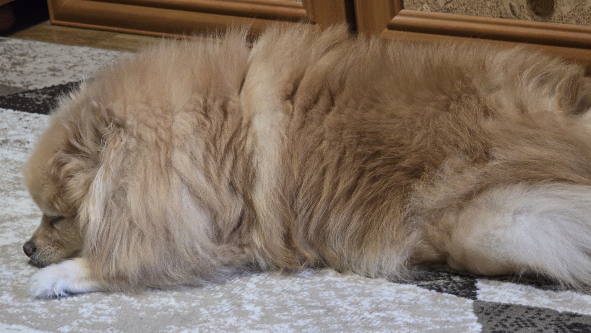 A fluffy, light brown dog is sleeping on a carpet. The dog is lying on its side with its head down. Its fur is long and shaggy, and its tail is bushy. The carpet has a geometric pattern in shades of beige, white, and gray. In the background, a wooden piece of furniture with a brown finish is visible. The scene appears to be indoors, possibly in a home environment. The image quality suggests it was taken with a standard camera or smartphone.