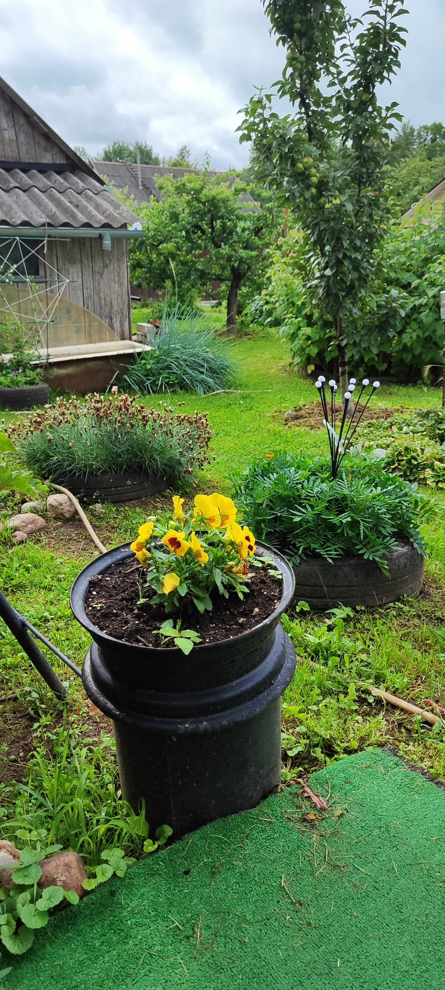 The image depicts a somewhat overgrown backyard garden with a rustic wooden shed in the background. In the foreground, a black pot contains yellow pansies. To the right of this pot, a large green shrub is planted in a tire. Further back, another shrub is also planted in a tire, with dried flower heads visible. To the left of the shed, an old bathtub has been repurposed as a planter or garden feature. A tall tree with green apples is visible in the middle ground, and other various trees and foliage fill the background, suggesting a rural or suburban setting. The ground is covered in green grass and some weeds. The sky is overcast with gray clouds. This scene is situated in the Лёзненскі сельскі Савет, Belarus.