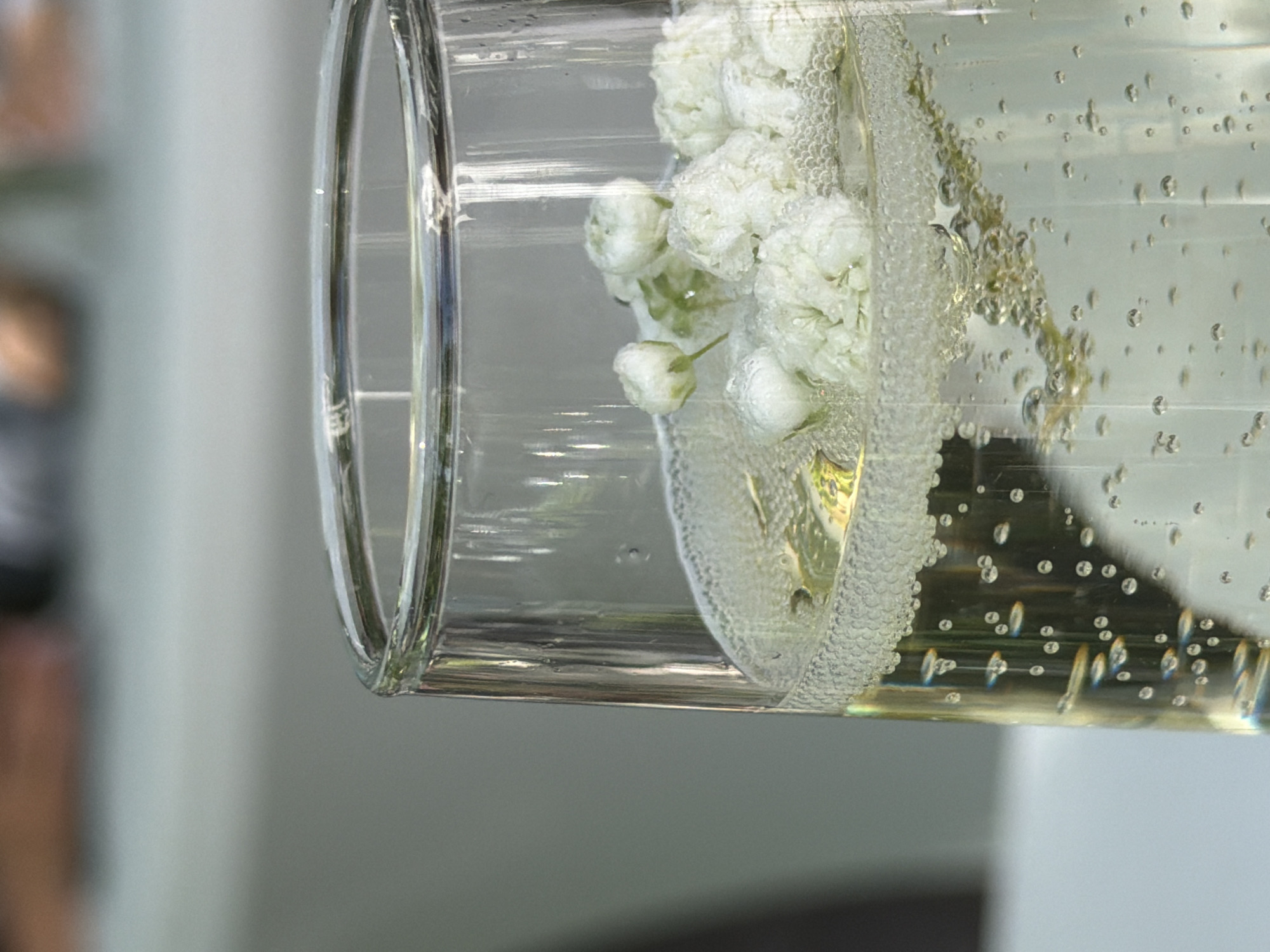 A close-up shot reveals a glass container filled with a clear liquid, likely water, in which white flowers are submerged. Air bubbles cling to the flowers and the interior of the glass, giving the scene an effervescent appearance. The glass is transparent, allowing the interior to be seen clearly. In the background, there is a blurred figure of a person and a gray wall. The specific location within Bishkek City, Kyrgyzstan is indeterminable from the image alone.