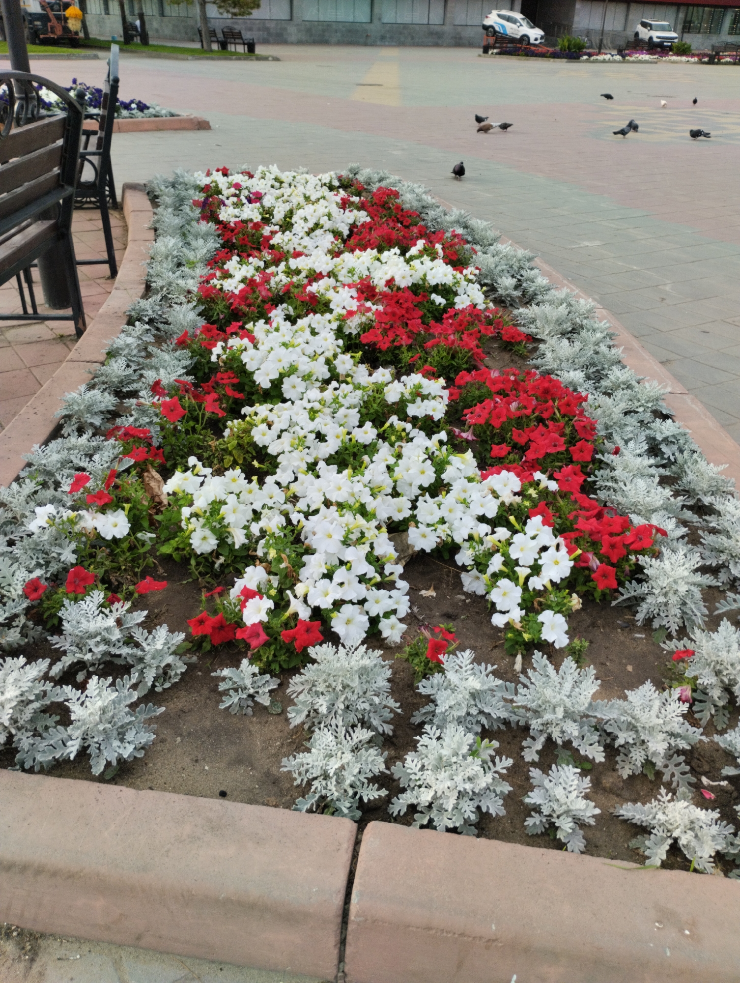 The image shows a flowerbed in a city park, likely in Kostanay, Kazakhstan, given the context provided. The flowerbed is bordered by concrete curbs and contains a dense planting of white and red petunias, interspersed with silvery-green foliage plants, possibly dusty miller. The flowers are vibrant and appear to be in full bloom. In the background, a paved area is visible, with several pigeons scattered across it. A park bench is partially visible on the left side of the frame. Beyond the paved area, there are some buildings and parked vehicles, suggesting an urban setting. The overall scene depicts a well-maintained public space with a focus on floral landscaping.
