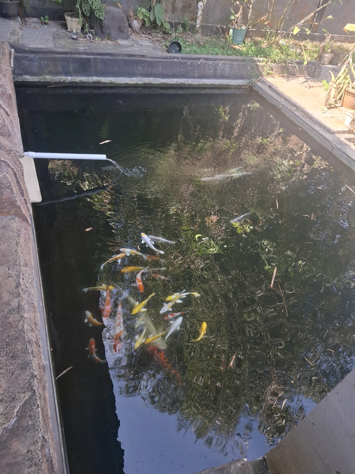 A koi pond with multiple koi fish swimming is seen from a high angle. The pond has a concrete border and a white pipe is visible on the left side, with water flowing out of it. The water is dark and reflects the surrounding environment, which appears to be a garden with plants and trees. The image is taken in Cibentang, Indonesia.