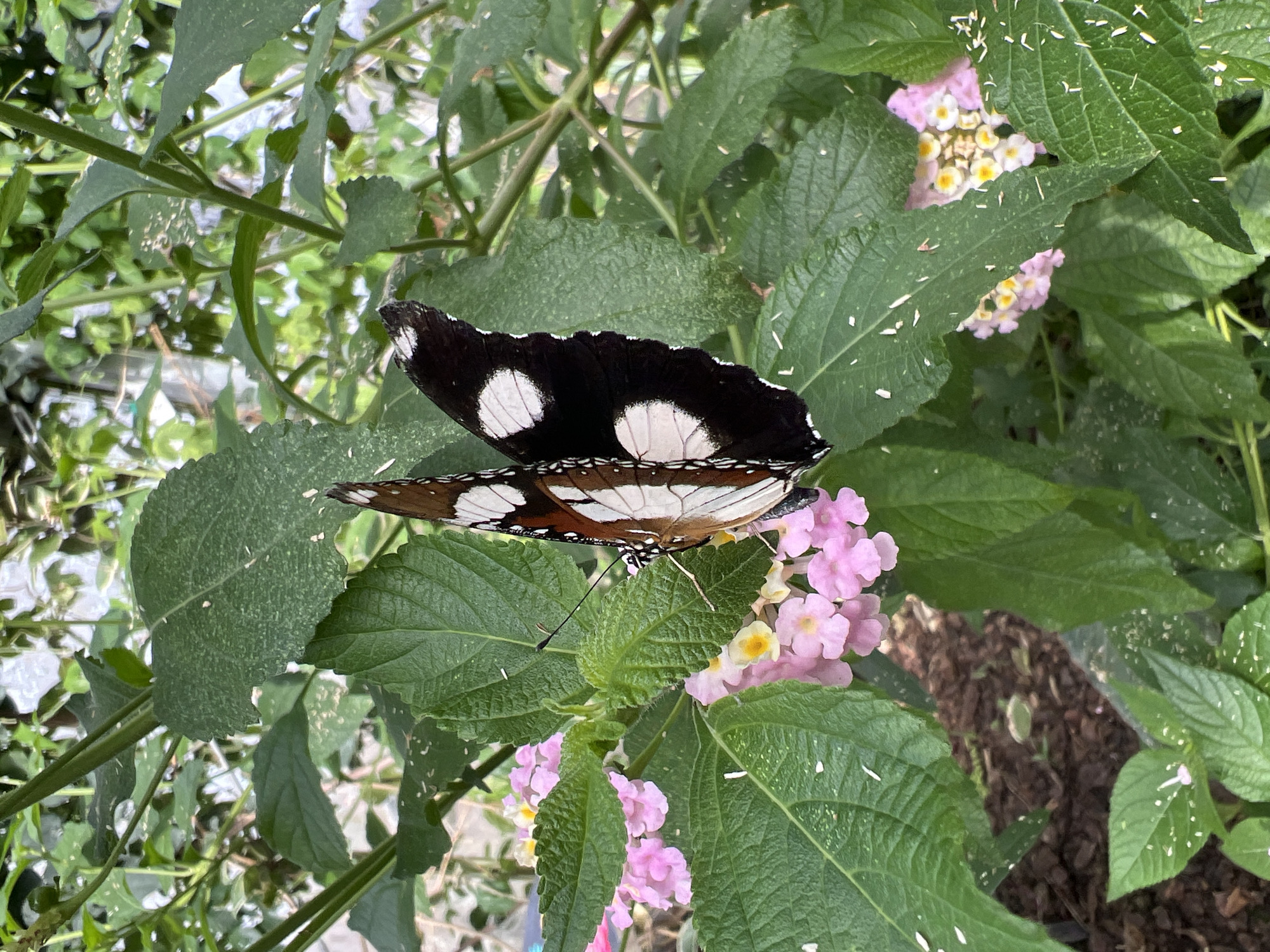A butterfly is perched on a flowering plant. The butterfly has black wings with white spots on top and brown and white striped wings underneath. The plant has green leaves with small white markings and clusters of pink and yellow flowers. The background is blurred and consists of more foliage. The location is possibly a botanical garden or park, but the specific location in London cannot be determined from the image.