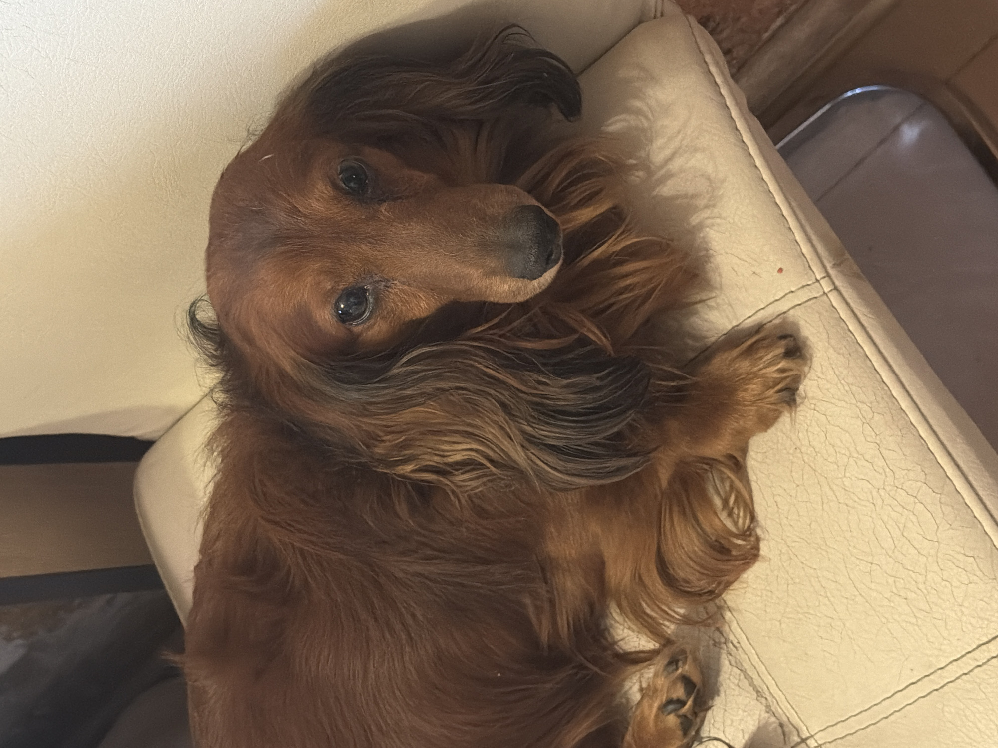 A long-haired dachshund rests on a white leather chair. The dog has brown fur with darker tips and black areas around the snout and ears. It lies on its side, looking upwards with visible eyes. The chair appears to be located indoors. No information related to the city of Krasnoyarsk, Russia is available.
