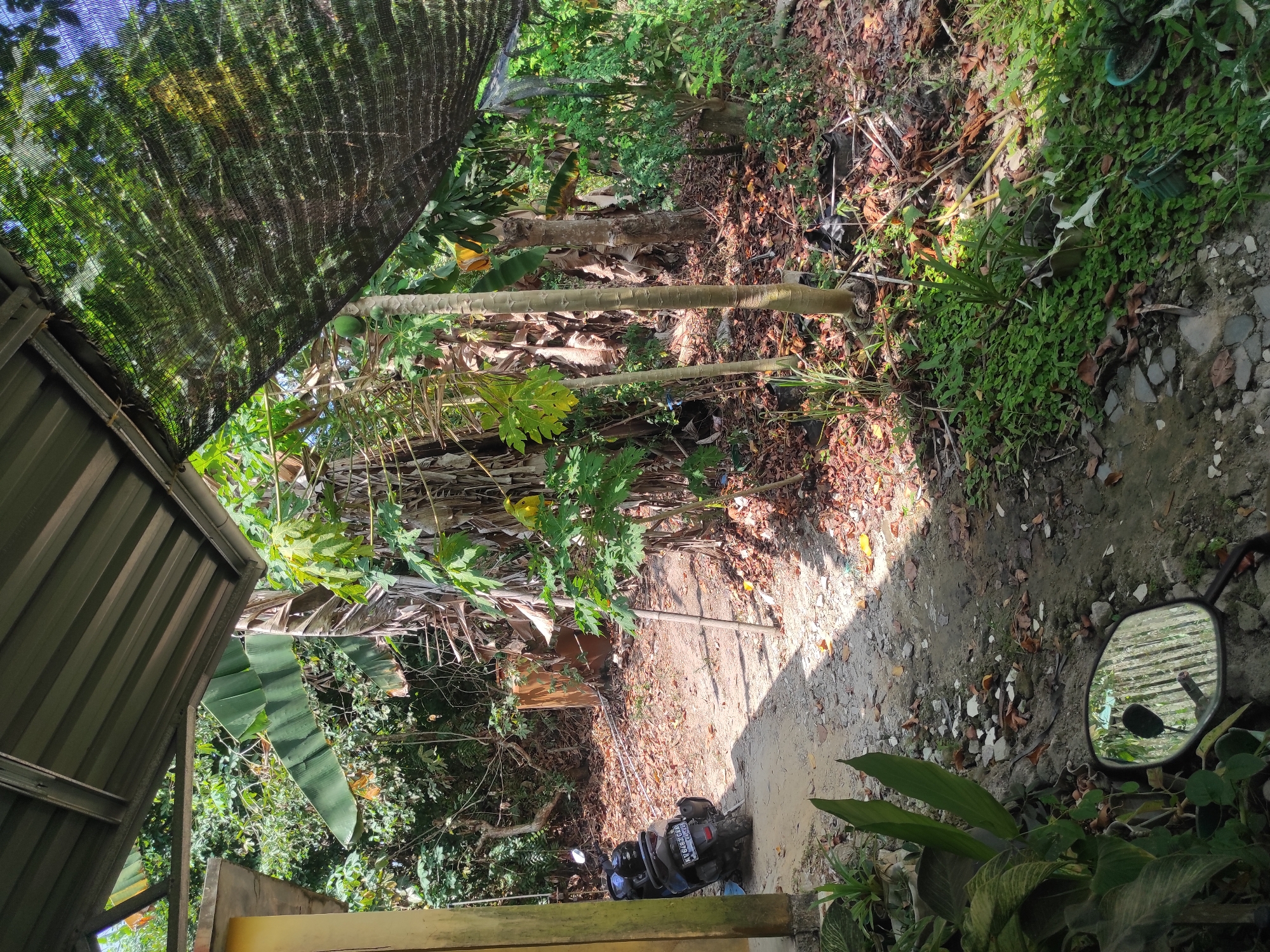 This image depicts an outdoor scene in Muara Jawa Ulu, Indonesia, characterized by lush tropical vegetation. A gravel pathway, partially covered with fallen leaves, leads through the dense foliage. On the left side of the pathway, a yellow building structure is partially visible, with a black scooter parked beside it. The scooter has a license plate that reads "KT 6702 CCB". Further into the scene, numerous trees, including banana trees and papaya trees, are prominent. A black mesh netting is suspended above some of the plants, likely to provide shade. The ground is littered with dry leaves, twigs, and small stones, indicating a natural, somewhat untamed environment. The overall impression is of a rural or semi-rural setting within a tropical climate, possibly a backyard or a pathway through a garden area. The lighting suggests it is daytime, with dappled sunlight filtering through the dense canopy of leaves.