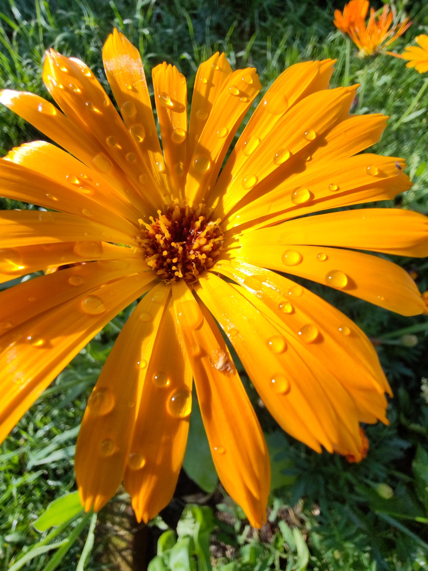 A close-up, eye-level shot focuses on an orange calendula flower covered in water droplets. The flower is centered and takes up most of the frame, with its bright orange petals radiating outwards. The petals have a smooth, waxy texture and are illuminated by sunlight, creating highlights and casting shadows. The water droplets are spherical and refract the light, adding a glistening effect to the petals. In the center of the flower, the disc florets are visible as a darker, reddish-brown cluster.
In the background, out of focus, is lush green grass, suggesting an outdoor setting. Hints of other orange flowers are visible further back, indicating a garden or a field of wildflowers. The sunlight suggests it is daytime, likely morning or late afternoon given the angle of the light. The presence of dew or raindrops implies recent rain or morning mist. The overall mood is one of natural beauty and freshness. There is no visible text in the image. The location context is Чухлэм, Russia.