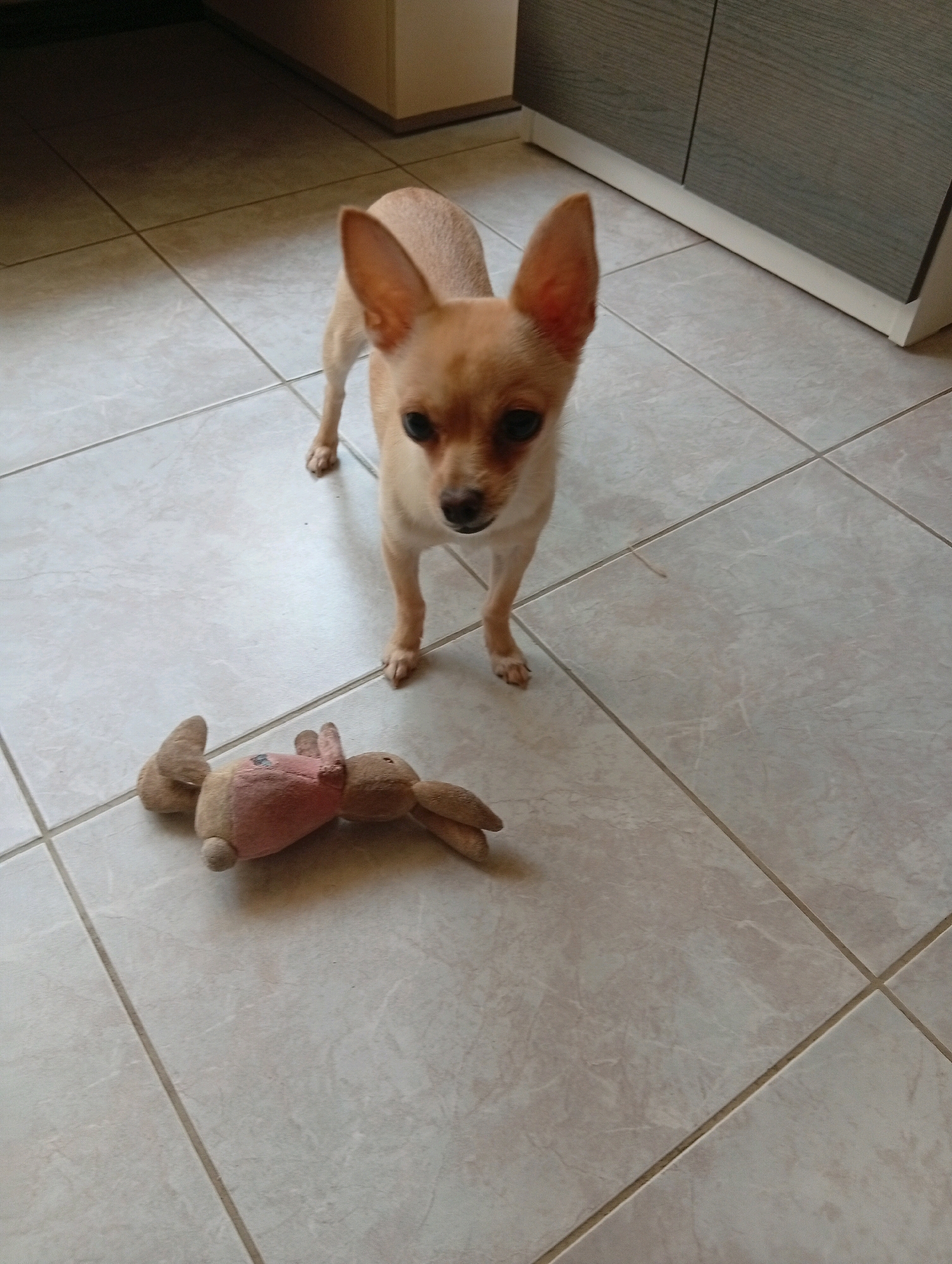 In a well-lit room with beige tiled flooring, a small, light brown Chihuahua stands alert, facing forward. Its ears are pointed upwards, and its dark eyes are focused on the camera. In front of the dog, to the left, lies a worn, plush bunny toy with pink accents, appearing to have been played with. The background features a portion of a kitchen cabinet with dark grey doors. The overall scene suggests a domestic setting, likely a home in Popovo, Bulgaria.