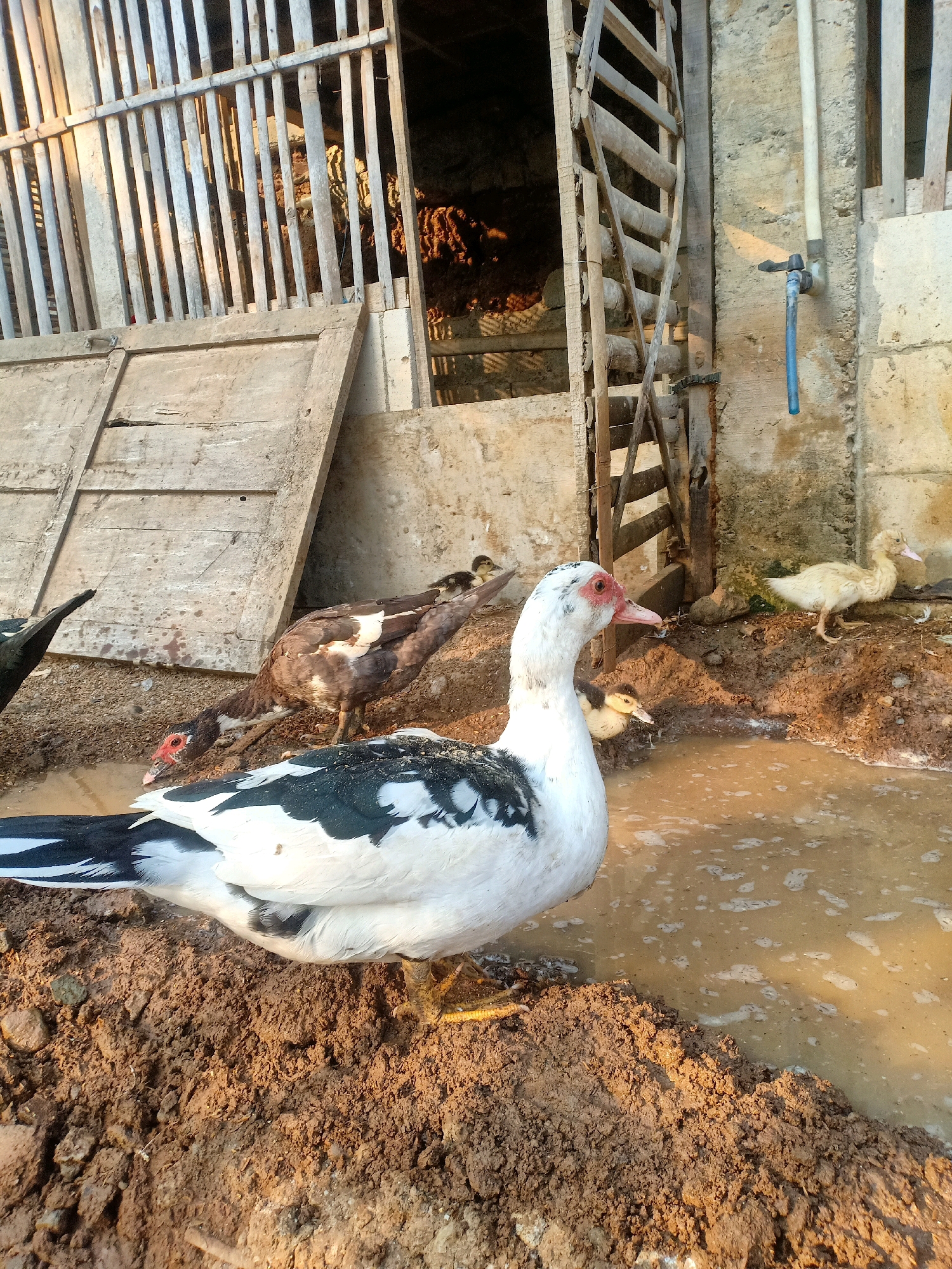 In the village of Tasikhargo, Indonesia, a domestic scene unfolds featuring several ducks and ducklings in a muddy outdoor enclosure. In the foreground, a large white duck with black markings is positioned prominently, facing right and looking towards a muddy puddle. Behind it, a dark-feathered duck with white patches bends down to drink from the puddle. Two small, yellow ducklings are visible near the water's edge. Further back, a pale yellow duckling stands on a raised patch of dirt. The enclosure is constructed with rustic wooden fencing and features a wooden door or gate. In the background, there's a concrete wall with a visible water pipe and faucet. The ground is uneven, with patches of dry dirt and a shallow pool of muddy water, indicating an area designed for the ducks.