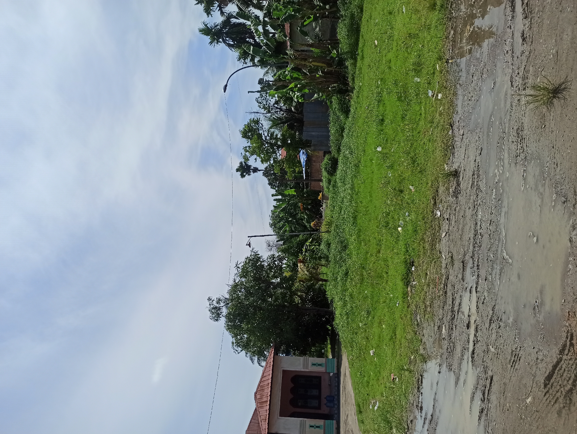 The image depicts a street scene in the city of Medan, Indonesia. In the foreground, a muddy, waterlogged area with tire tracks suggests recent rainfall or poor drainage. Adjacent to this is a patch of vibrant green grass, scattered with small white debris, likely litter.
To the left, a single-story building with a red-tiled roof and cream-colored walls is visible. It has a covered porch area with decorative columns and arched windows. Two large blue water dispensers are placed on the porch. A power line stretches across the upper part of the image.
Dominating the middle ground is a large, leafy green tree. Behind the tree and to the right, a cluster of banana trees with broad leaves is prominent. Other trees and vegetation are scattered throughout the scene, including palm trees. A street lamp with a curved pole stands tall amongst the foliage. Further in the background, other buildings and structures, including a corrugated metal fence, are partially visible, indicating a residential or semi-rural area. The sky is a bright blue with scattered white clouds, suggesting it is daytime.