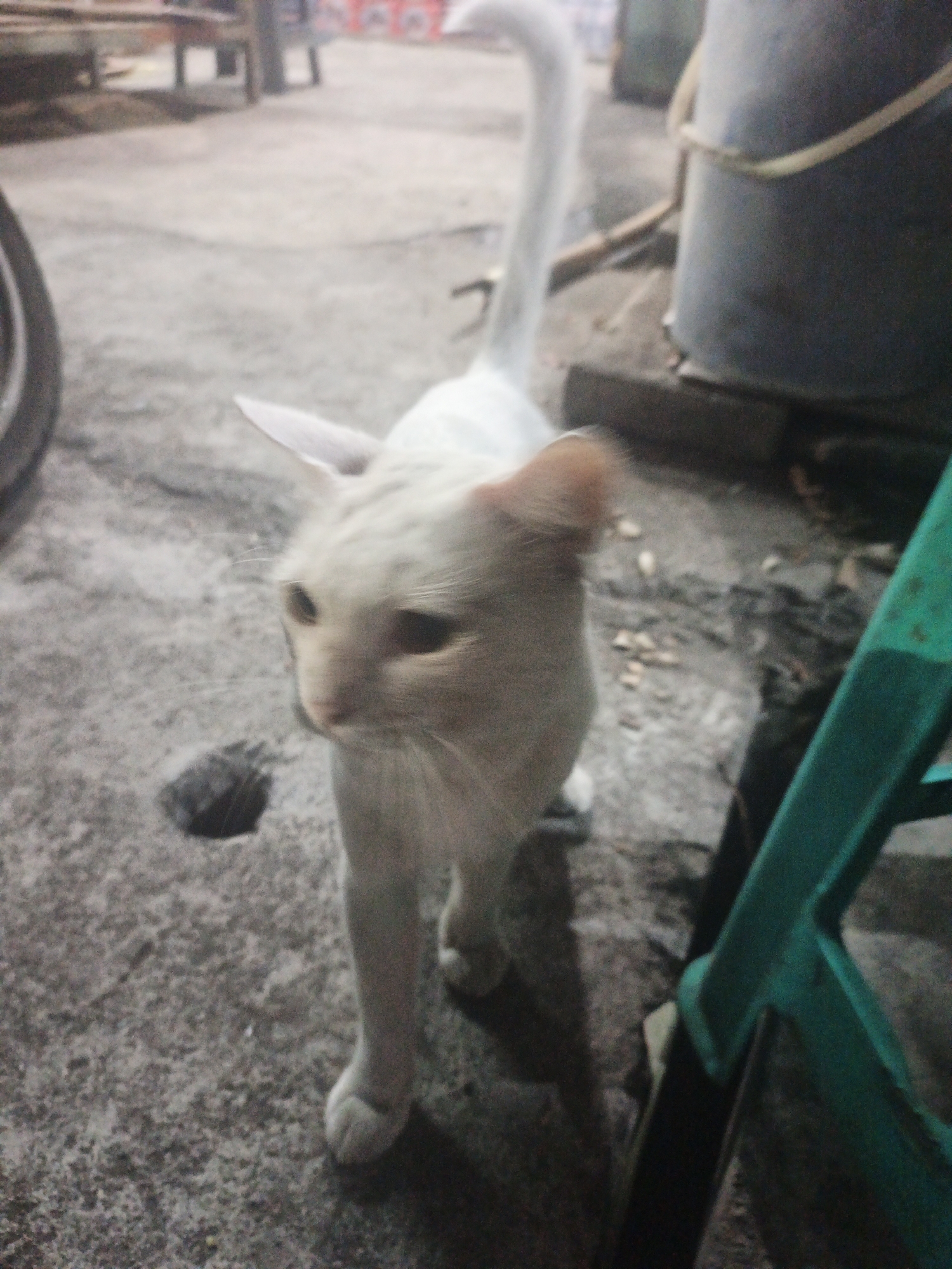 An out-of-focus, close-up shot shows a light-colored cat standing on a concrete surface in what appears to be an outdoor urban environment. The cat, facing right and looking slightly towards the viewer, has its tail extended upwards. In the background, a large, dark cylindrical object, possibly a bin, is visible. A portion of a green object, likely a chair or stool, is also in the frame to the right. The lighting suggests it is either dawn, dusk, or nighttime. The concrete surface has a rough texture with some debris scattered on it. The overall scene is characteristic of a typical alleyway or outdoor space in a city like Surabaya, Indonesia.
