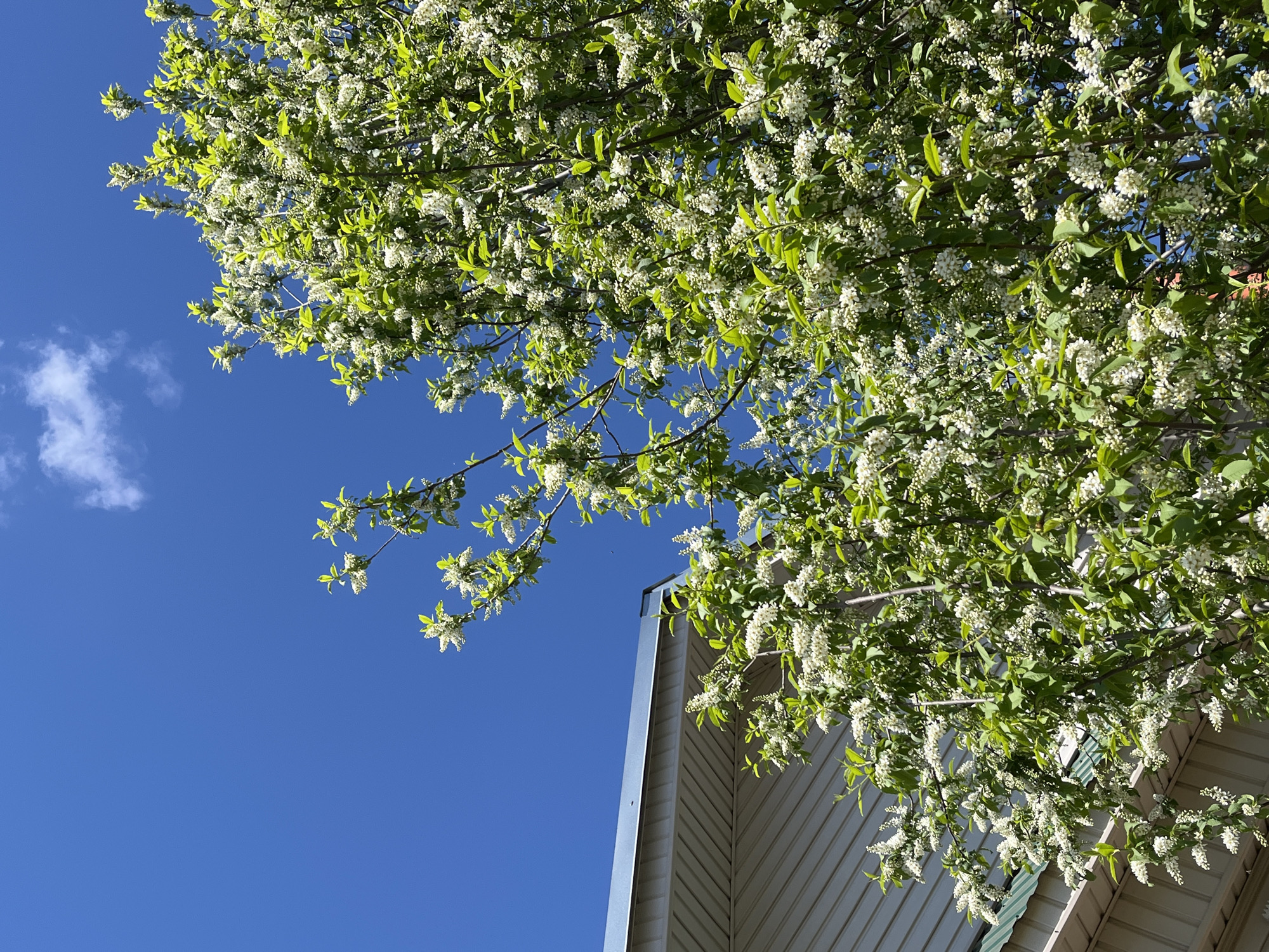 The image presents a view looking up into the branches of a flowering tree against a clear, bright blue sky. A single small, fluffy white cloud is visible in the upper left quadrant. The tree is laden with clusters of small white flowers amidst fresh green foliage. A portion of a light-colored building is visible in the lower right quadrant, suggesting the tree is near a structure. The siding of the building is visible. It is impossible to verify the location of the image is Фоки, Russia.