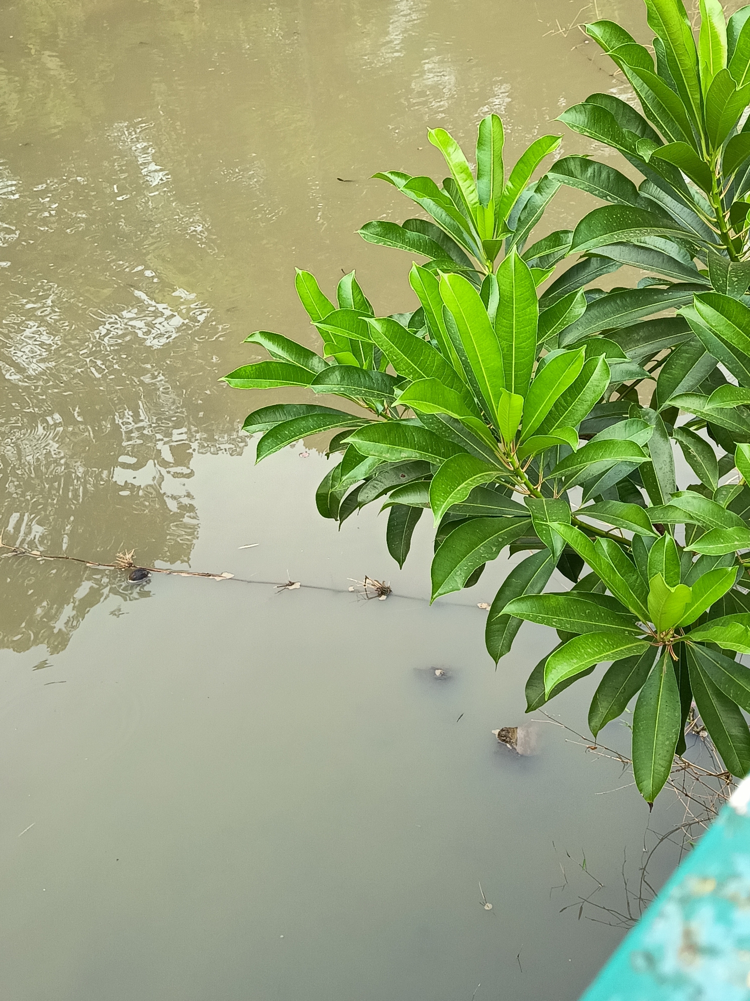 The image depicts a tranquil scene in Depok, Indonesia, likely near a body of water. A lush green plant with broad leaves is prominently featured in the foreground, extending into the frame from the right. Its vibrant foliage contrasts with the muted, murky water that occupies the left and lower portions of the image. The water's surface is rippled, reflecting the surrounding environment. A thin branch or vine stretches horizontally across the water, adorned with small, dark objects that could be debris or small creatures. Several small dark shapes, possibly turtles, are visible submerged in the water, with one clearly showing its shell. The overall impression is one of natural beauty and serenity, characteristic of many green spaces found within Depok.