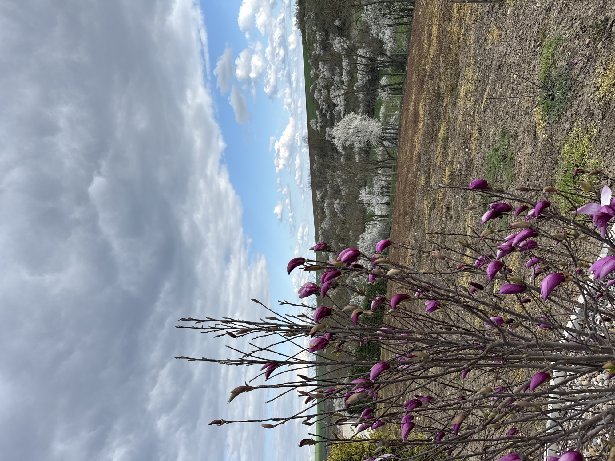 The image depicts a landscape with a magnolia bush in the foreground featuring purple buds. Behind the bush, a field stretches toward a line of trees in full white bloom. The sky is divided between heavy gray clouds and patches of blue with scattered white clouds. The field is a mix of brown soil and sparse green vegetation. The location cannot be confirmed as Tsar Asen, Bulgaria based on visual evidence.