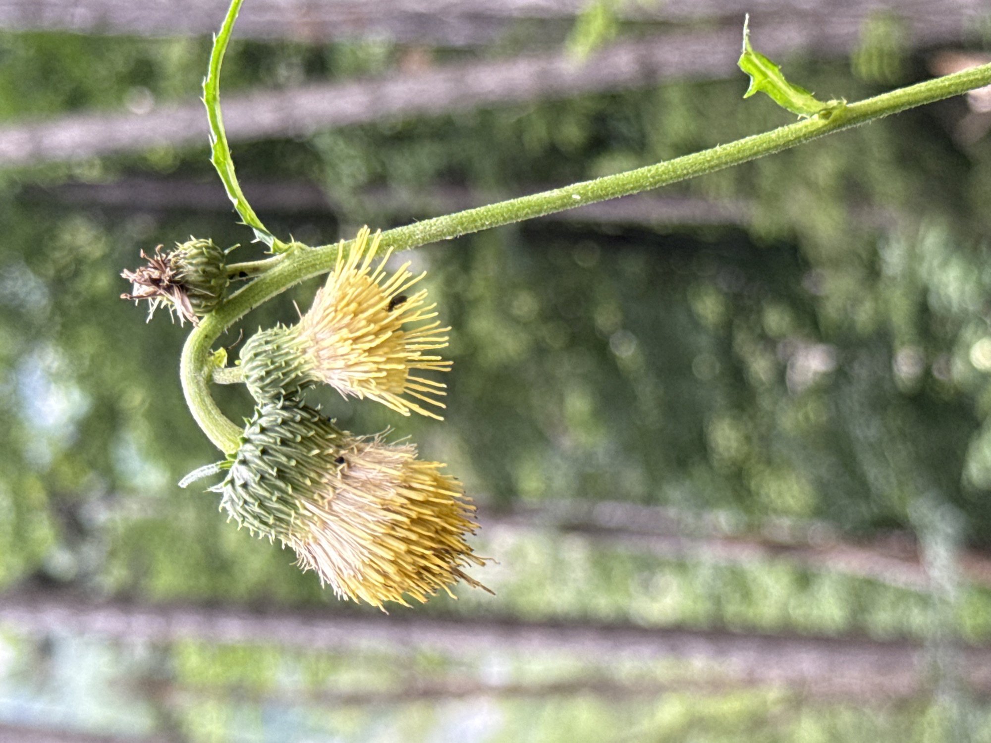 The image depicts a close-up view of a plant with two drooping, yellow, thistle-like flower heads. The flower heads are surrounded by green, spiky bracts. The stem of the plant is green and hairy, with a small, green leaf emerging from it. In the background, out of focus, are trees with blurred green foliage and a light-colored sky. There is no indication of the city of Molveno, Italy, or any human presence in the image.