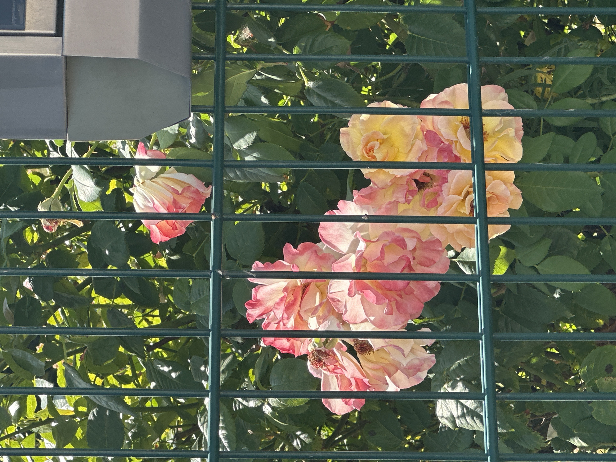 This is a close-up, eye-level, outdoor, daytime photograph of pink and yellow roses behind a dark green metal fence. The fence runs horizontally and vertically across the frame, with the roses and their green foliage visible through the gaps. Some of the roses are fully bloomed, while others are in various stages of opening or wilting. The sunlight casts shadows on the leaves and flowers, highlighting their textures and colors. In the upper right corner of the image, a portion of a light gray outdoor electrical box or utility fixture is visible, also behind the fence. The scene is likely in a residential garden or public space in Krefeld, Germany, given the style of the fence and the presence of a typical urban fixture.