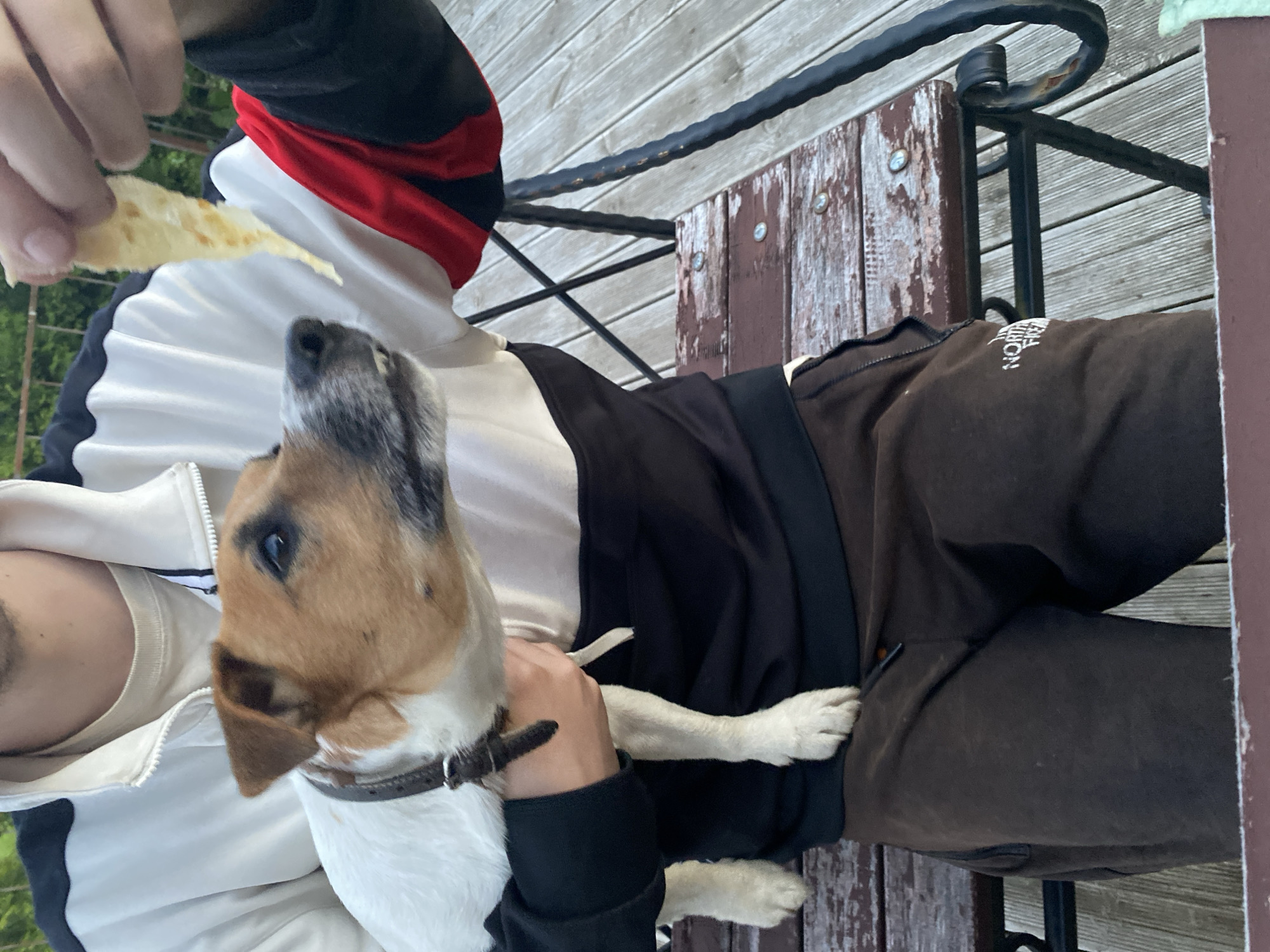 A medium close-up shot shows a person in casual attire holding a Jack Russell Terrier dog on their lap. The person is wearing a black and white zippered jacket with red accents on the sleeves, and brown sweatpants with a "The North Face" logo. The dog, predominantly white with tan markings on its head and back, is looking towards the person's outstretched hand, which is holding a piece of what appears to be food. The background consists of a wooden deck and some greenery, suggesting an outdoor setting. The scene is captured in Bol'shoe Zaborod'e, Russia.