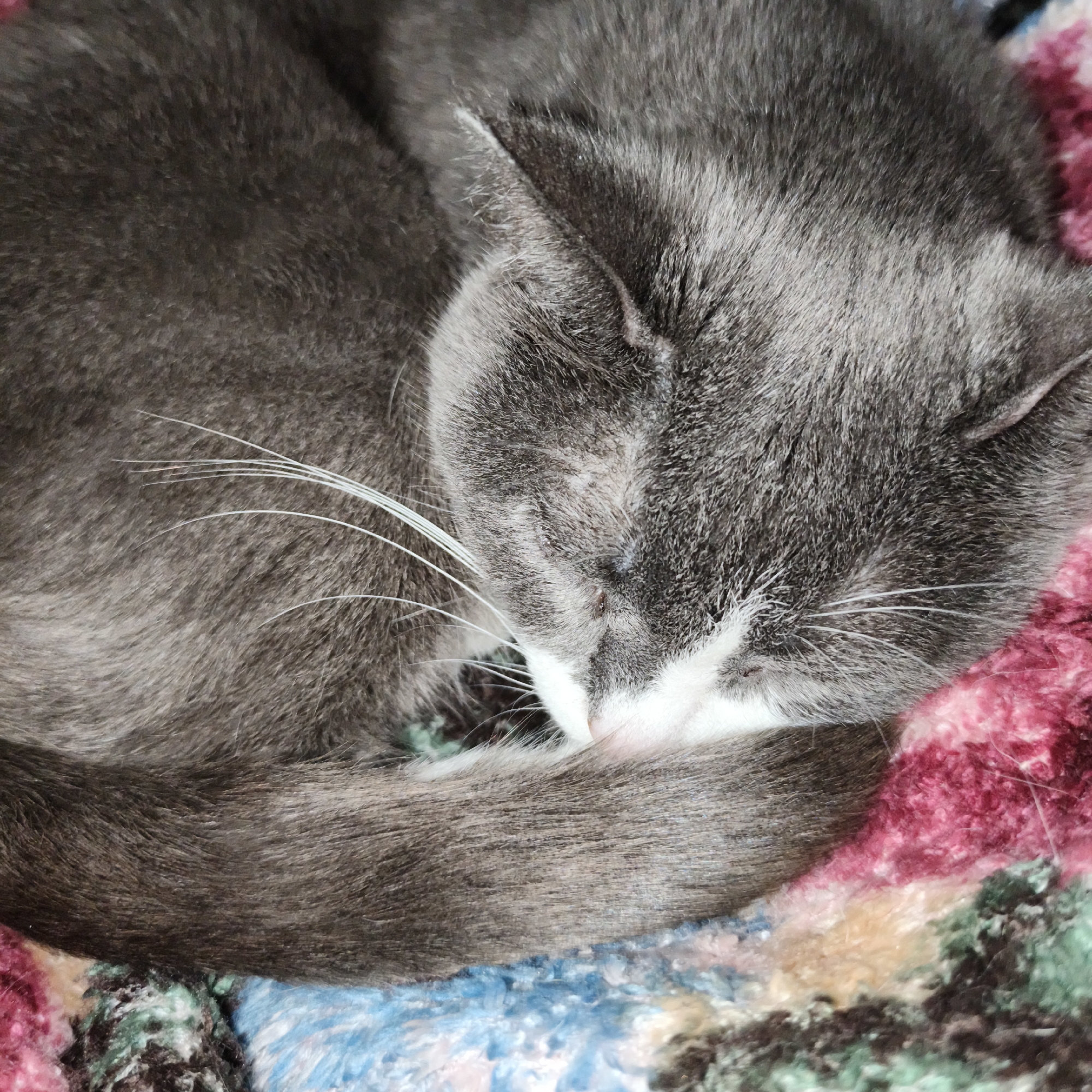 A close-up, overhead shot shows a gray and white cat curled up on a colorful, fuzzy blanket. The cat's eyes are closed, and its head is tucked into its body, with its tail wrapped around its body. The blanket has patches of pink, blue, green, and yellow. The image is well-lit and in focus. The location in the city of Chaikovsky, Russia is unknown.