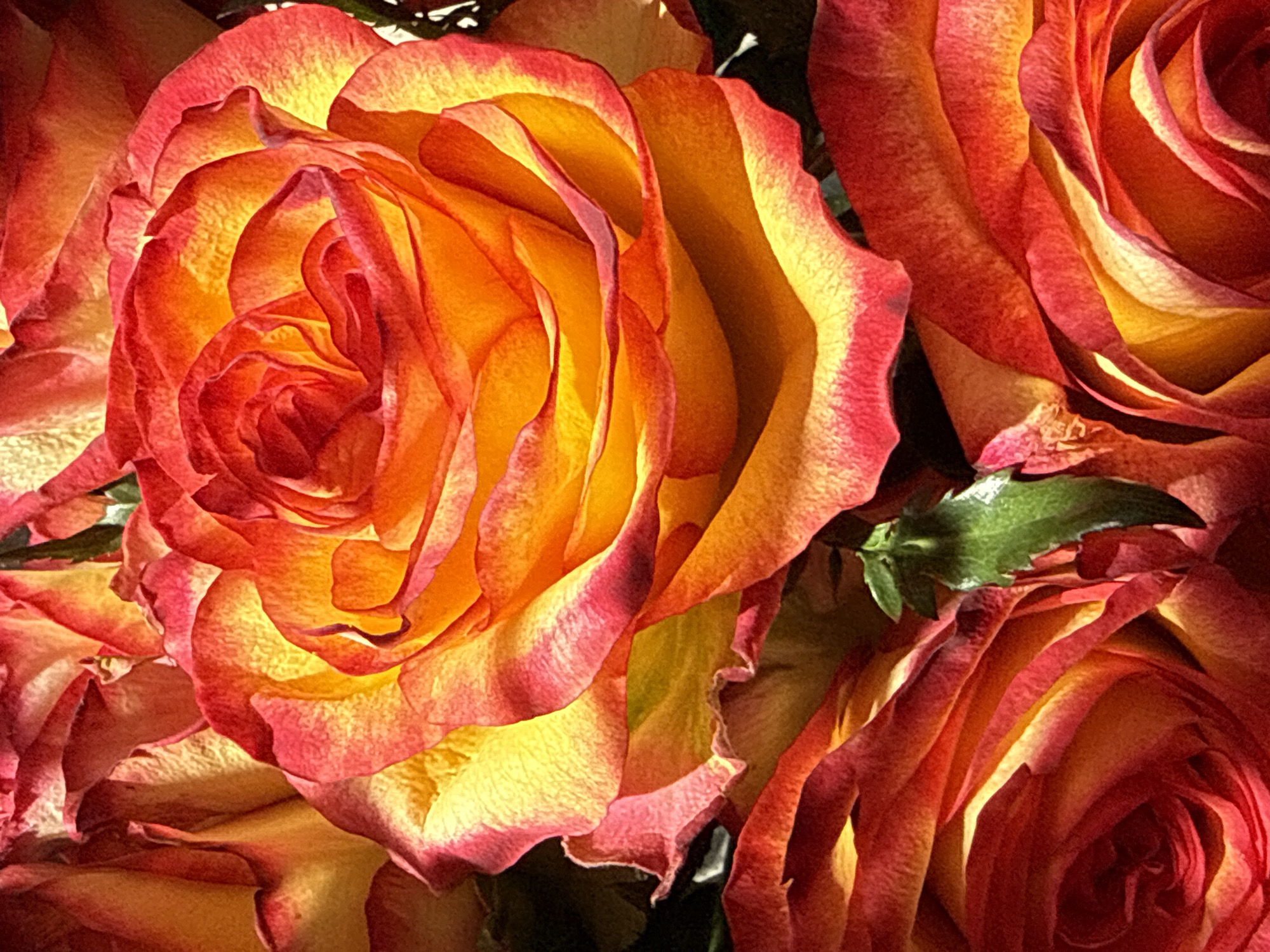 This is a close-up, overhead shot of a bouquet of bi-colored roses. The roses have petals that transition from a bright yellow in the center to a vibrant red on the outer edges. The lighting highlights the texture and curvature of the petals, creating a warm and rich visual. The background is dark, further emphasizing the roses. The image does not contain any people or any identifiable landmarks that would indicate a specific location in Bad Sachsa, Germany.
