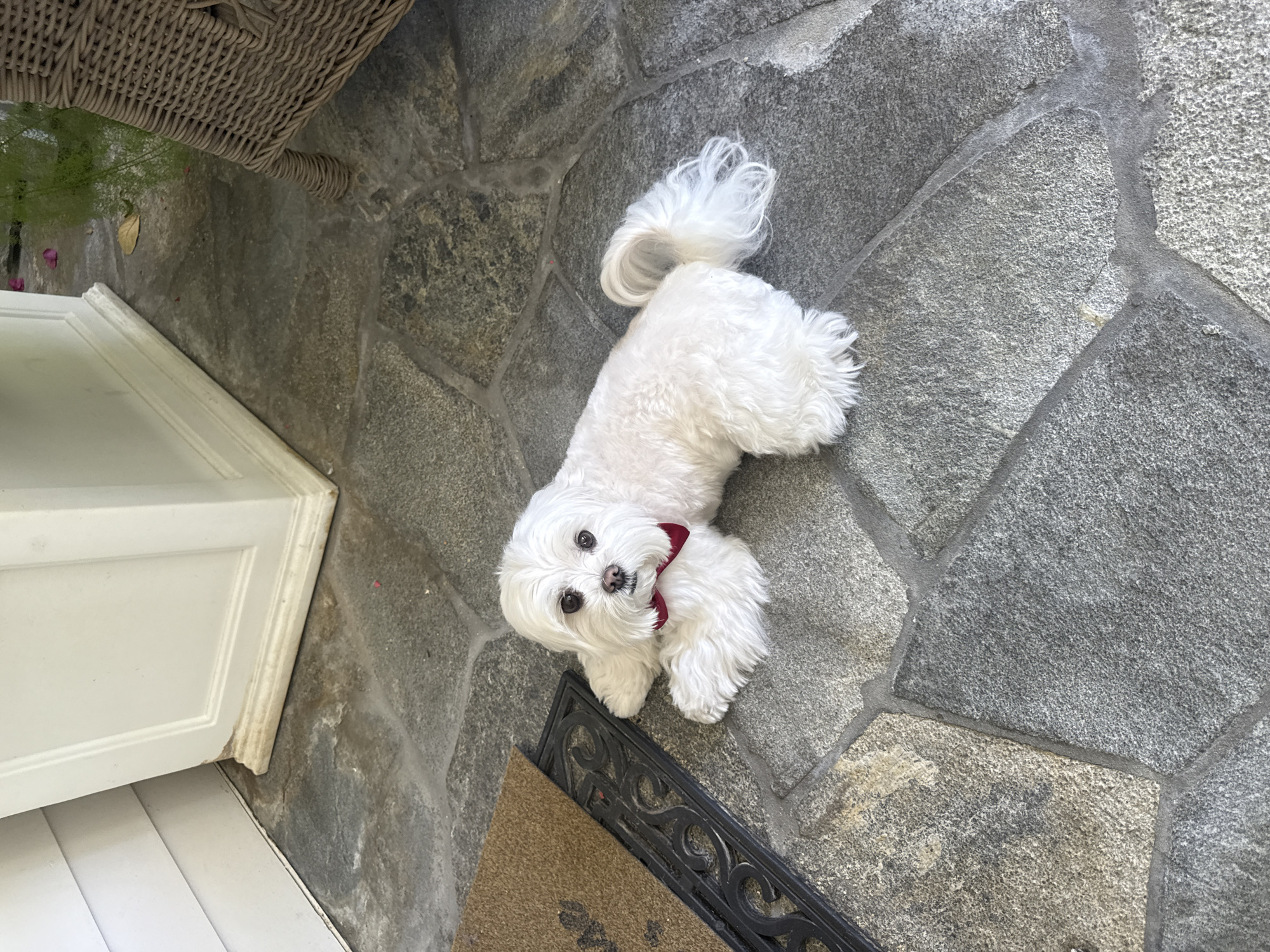A medium, high-angle shot depicts a small, white Maltese dog with a red bow tie lying on a stone-tiled surface. The dog is positioned centrally in the frame, looking up towards the camera. To the lower right, a dark-edged doormat with a tan center is partially visible. To the left, part of a white cabinet or structure is visible, with a wicker object in the upper left corner. The setting appears to be a patio or entryway. The location is not discernible as Los Angeles, United States of America with the given information.
