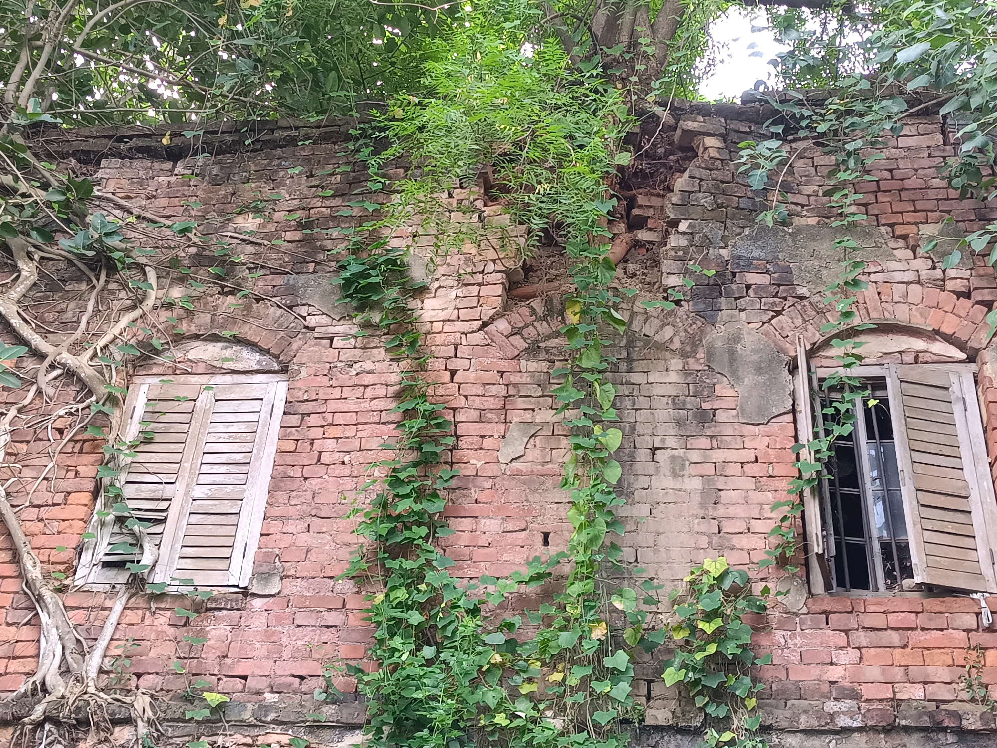 The image depicts a weathered brick wall in Kamarhati, India, partially covered by lush green vines and tree roots. The wall features two arched windows, one with closed wooden shutters and the other with open shutters revealing a barred interior. Some sections of the brickwork appear damaged and overgrown with vegetation, suggesting the passage of time and the encroachment of nature. The overall scene conveys a sense of age and abandonment.
