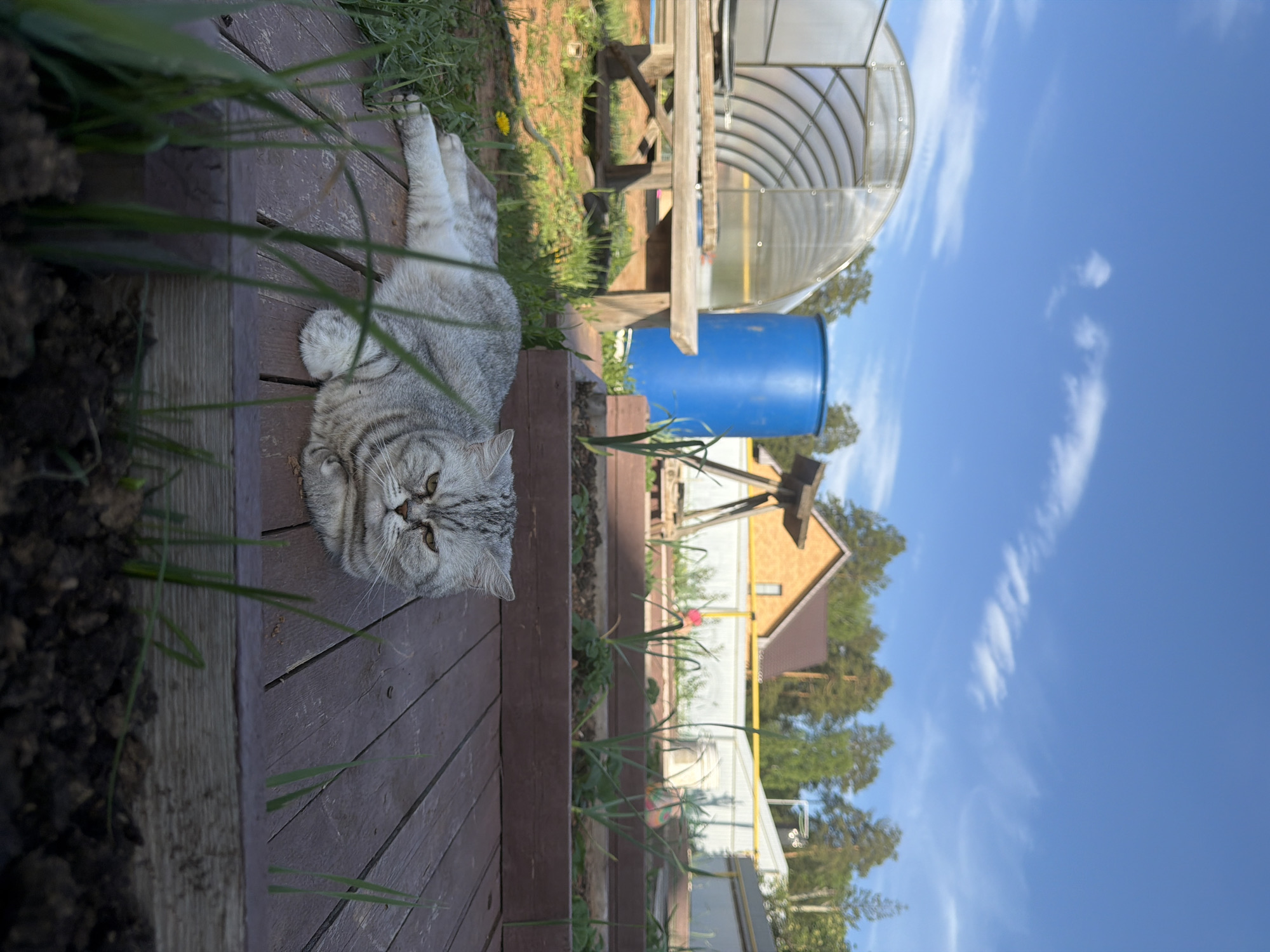 The image depicts a light grey tabby cat lying on a dark brown wooden deck. A garden with young green plants runs alongside the deck. In the background, there is a greenhouse with a clear, rounded top, a blue barrel, and a house with a brown roof and white walls. The sky is blue with wispy white clouds. The location is likely Chaikovsky, Russia, based on provided instructions.