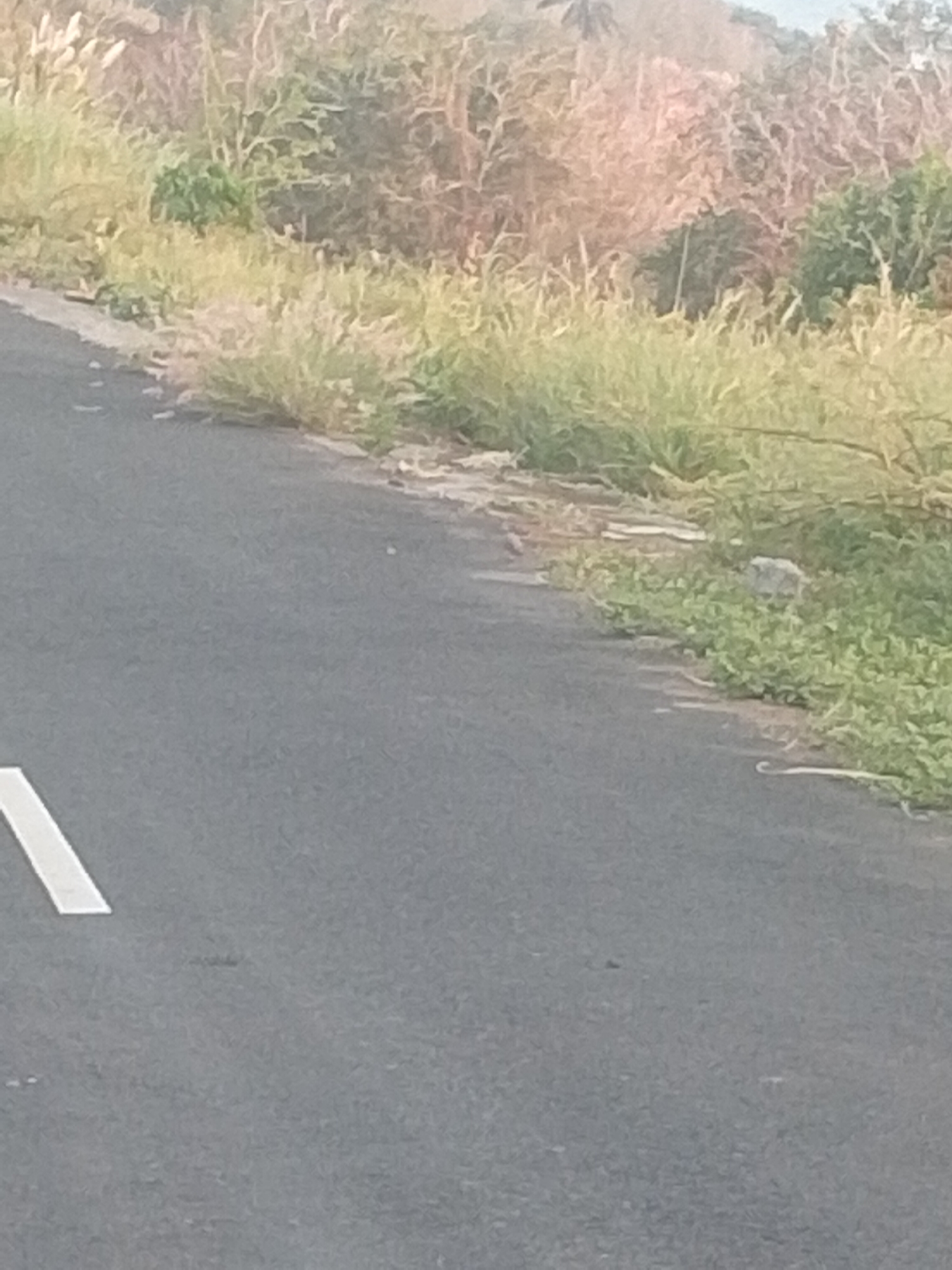 A low-angle, slightly blurry medium shot captures a roadside scene with a focus on the asphalt road and the adjacent vegetation. A white line marking the edge of the road is visible on the left side of the frame, extending diagonally upwards. The road itself appears to be made of asphalt. To the right of the road, a strip of dry and green vegetation borders the scene, characterized by tall grass, bushes, and some shrubbery. In the background, dense foliage creates a textured backdrop with variations in color, ranging from light brown and pinkish hues to darker greens. The sky is not visible. The image appears to be taken in Buyungon, Indonesia, based on the context provided. There are no people or animals discernible in the image. The overall impression is a simple, outdoor landscape scene.