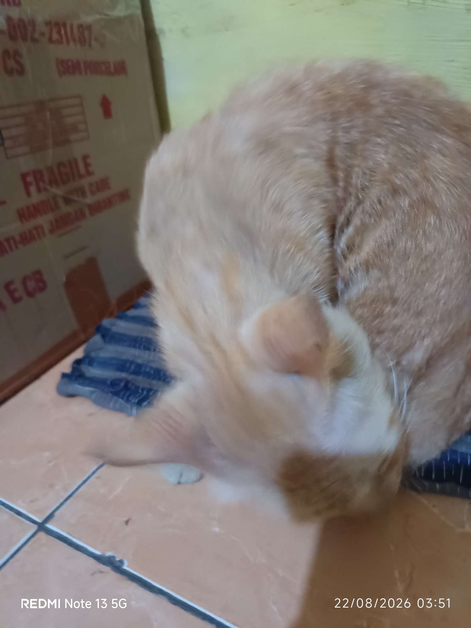 The image shows an orange tabby cat curled up on a blue and white striped surface, likely a mat or cloth, in front of a cardboard box. The box has text and markings on it, including the word "FRAGILE" and an arrow pointing upwards. The floor appears to be tiled. In the bottom right corner of the image, a date and time stamp reads "22/08/2026 03:51". In the bottom left corner, a device model is displayed as "REDMI Note 13 5G". The text on the box is partially visible and mentions "SEM PORCELAIN", suggesting it is a shipping box for porcelain items. The overall scene suggests a domestic setting. This image cannot be placed within the city of Talaga Sari, Indonesia based on the provided visual information.